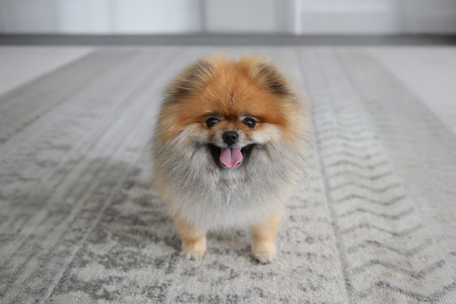 Fluffy Pomeranian dog portrait captured during an indoor pet photography session