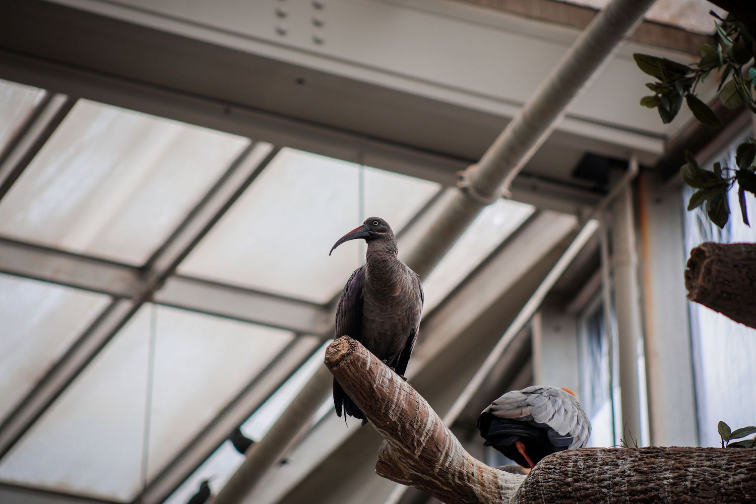 Bird & Wildlife photography by JLD Media.