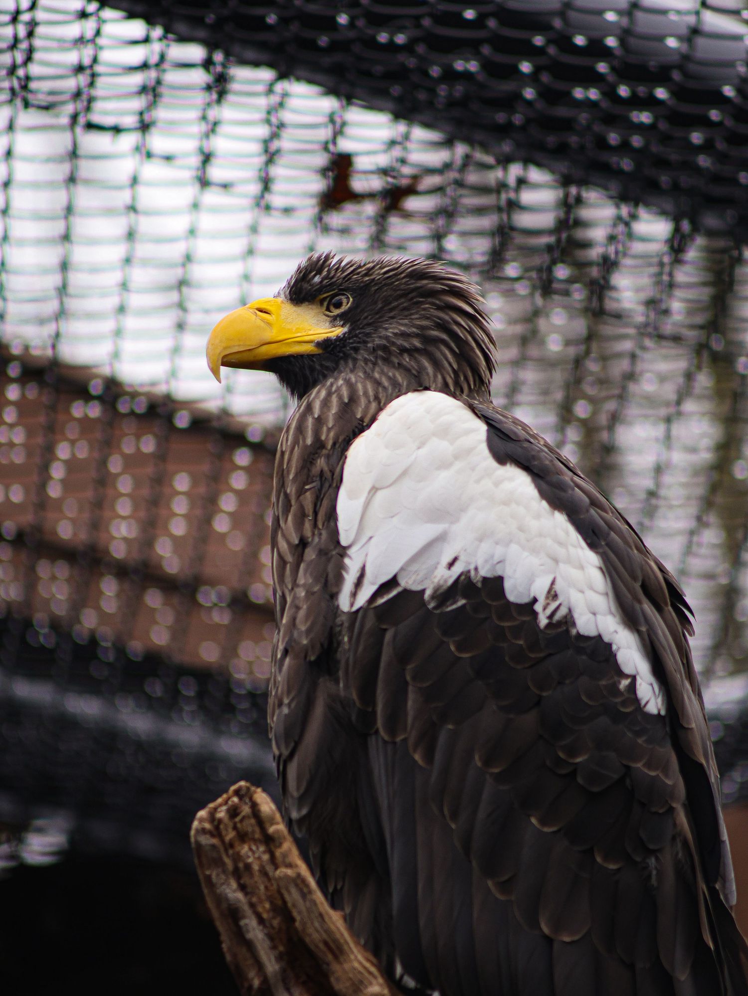 Bird & Wildlife photography by JLD Media.