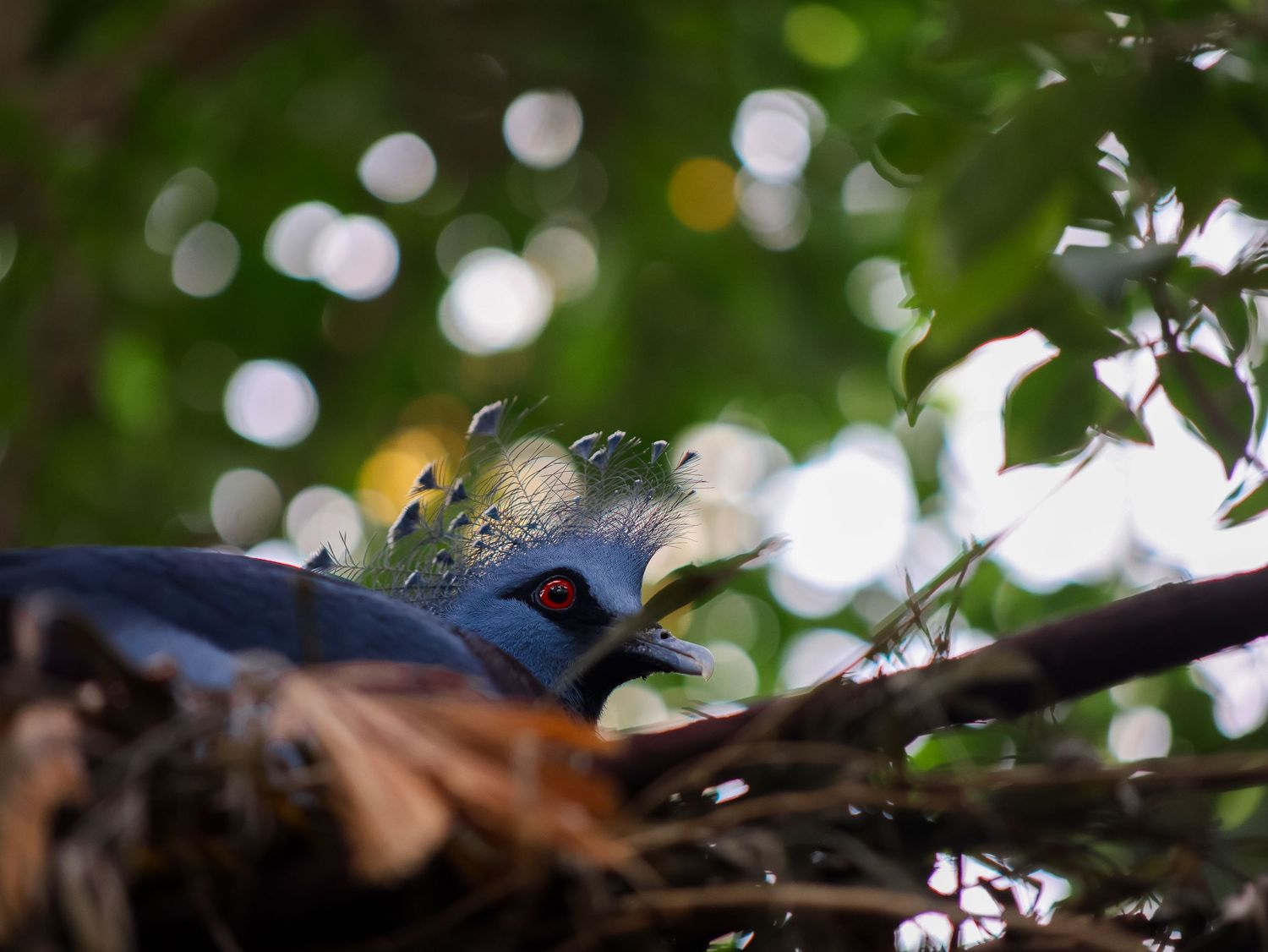 Bird & Wildlife photography by JLD Media.