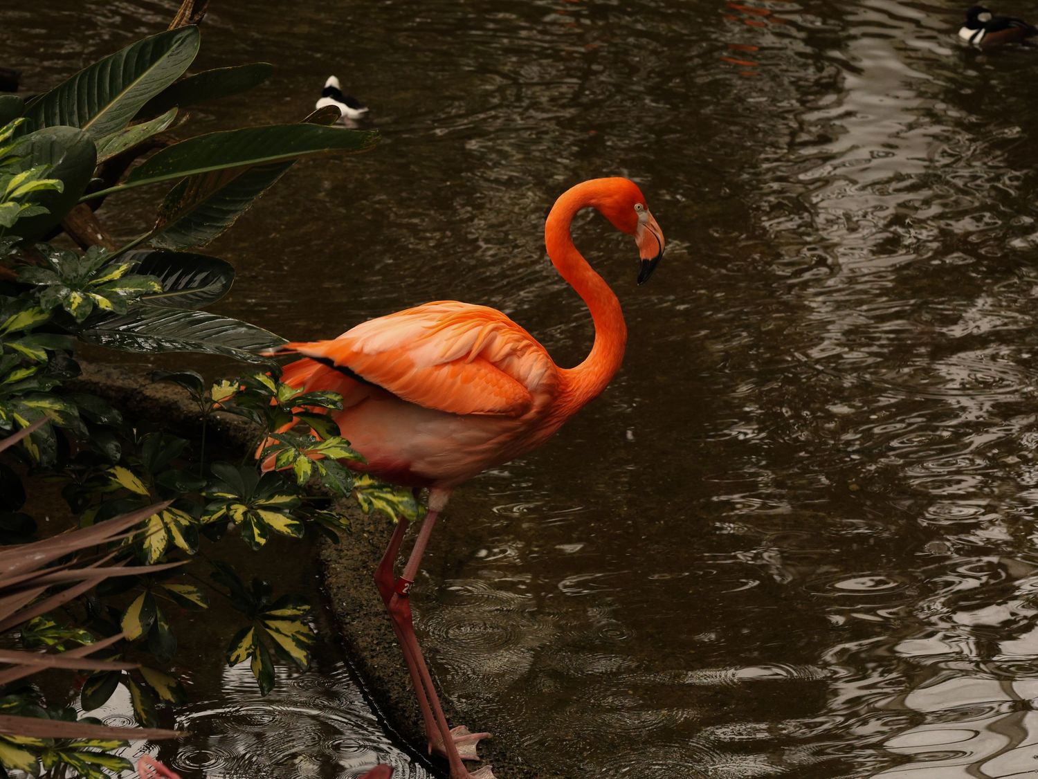 Bird & Wildlife photography by JLD Media.