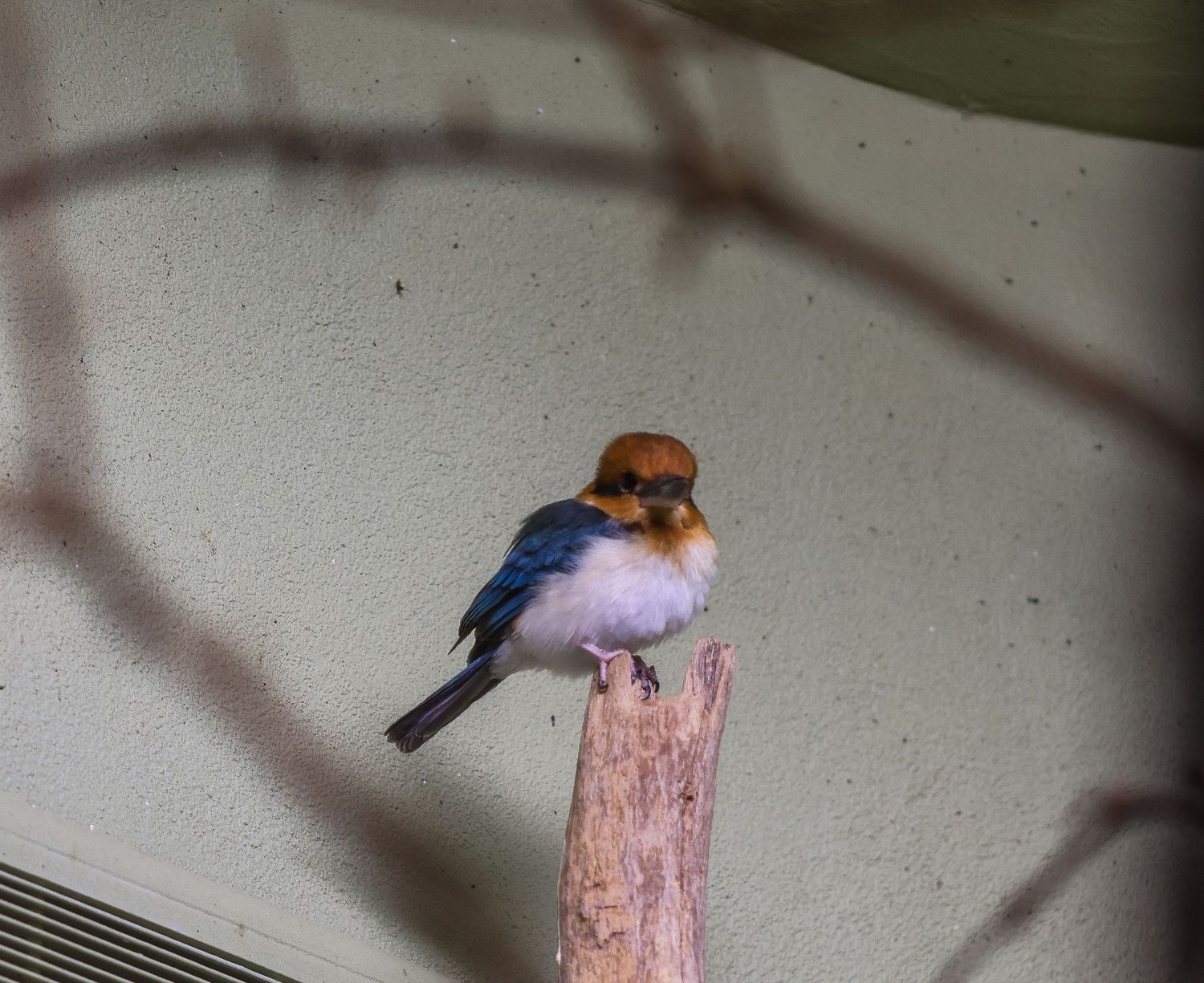 Bird & Wildlife photography by JLD Media.