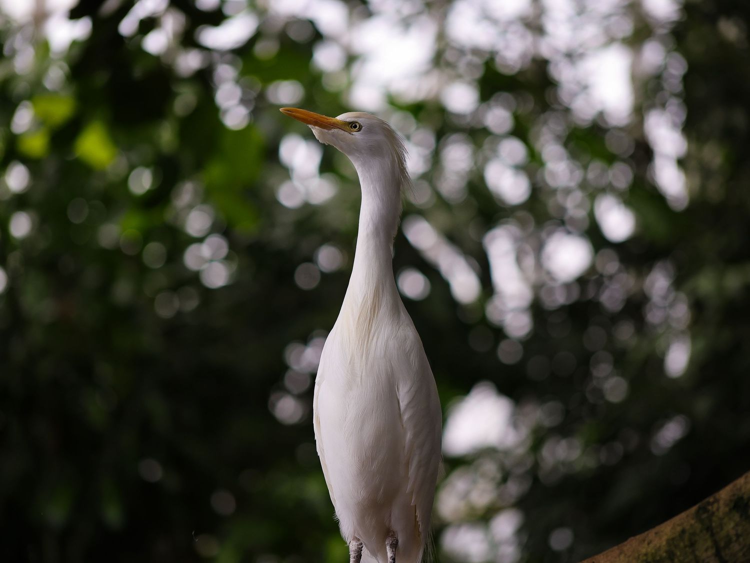 Bird & Wildlife photography by JLD Media.