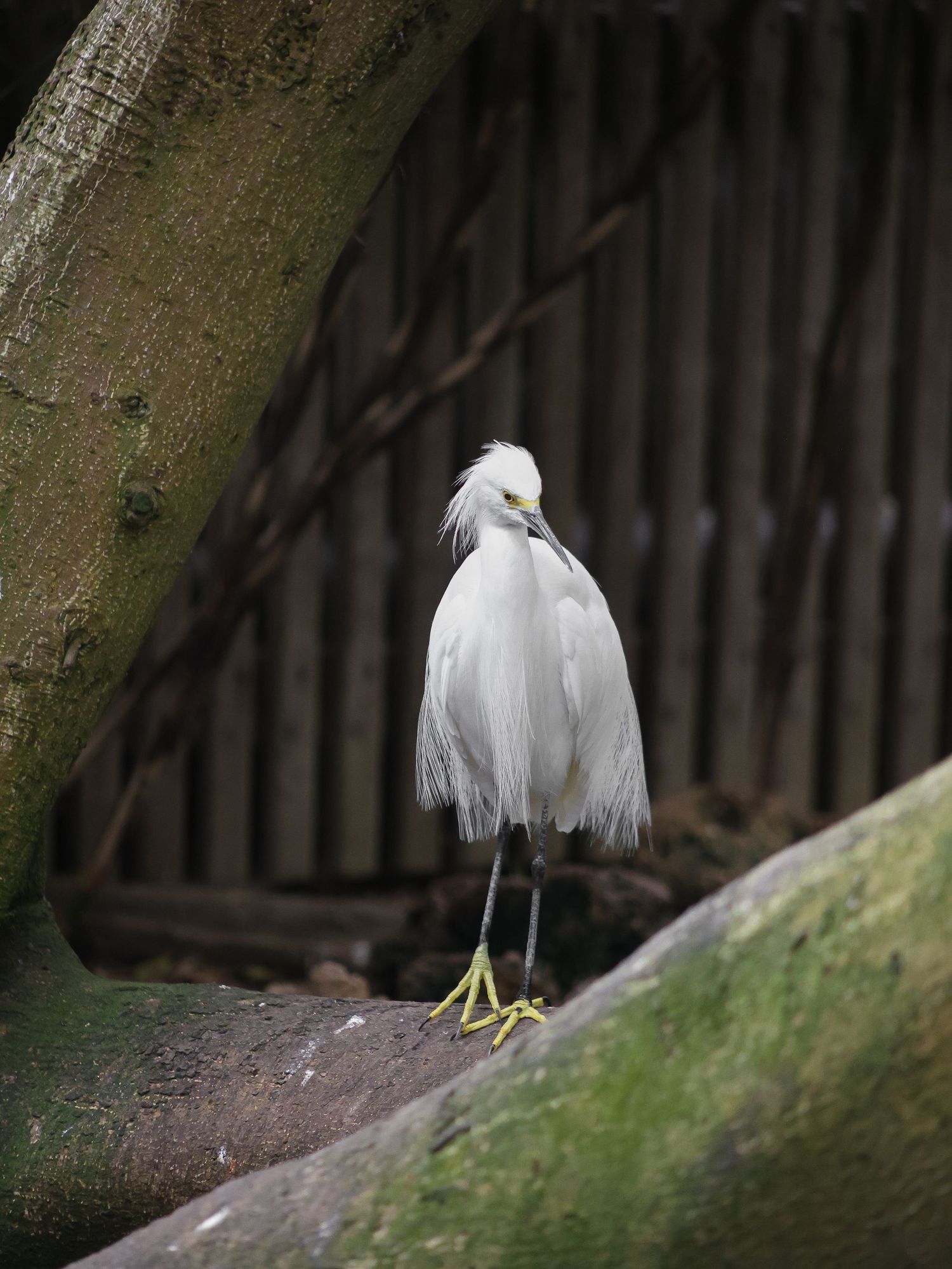 Bird & Wildlife photography by JLD Media.