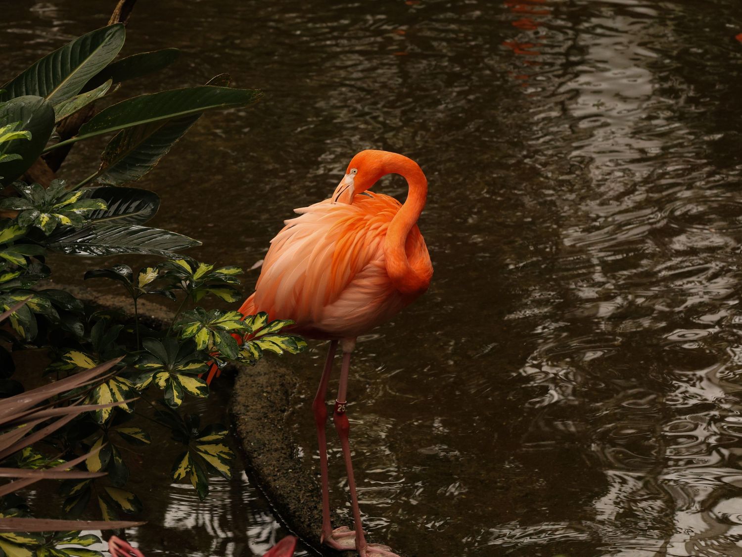 Bird & Wildlife photography by JLD Media.