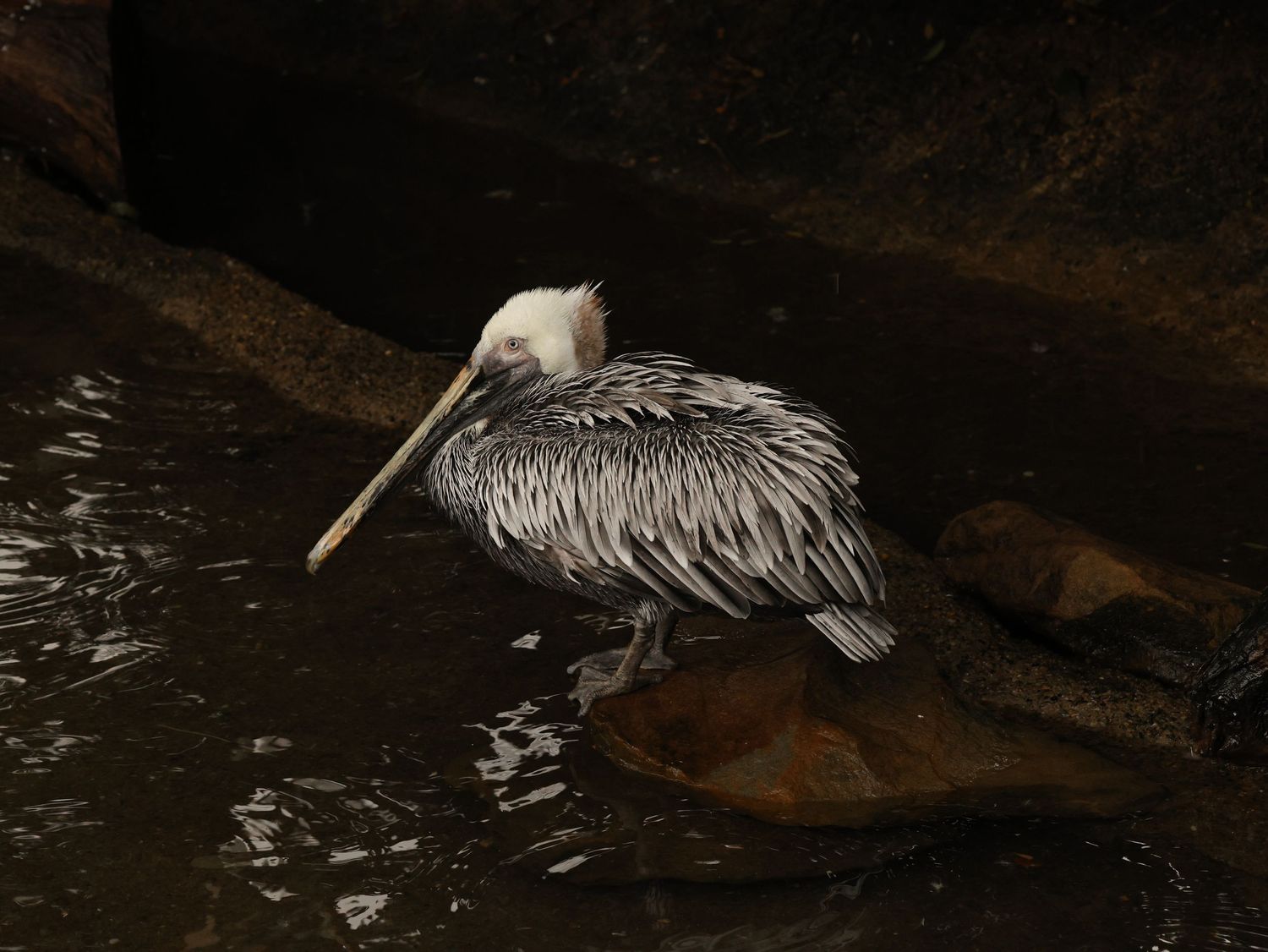 Bird & Wildlife photography by JLD Media.