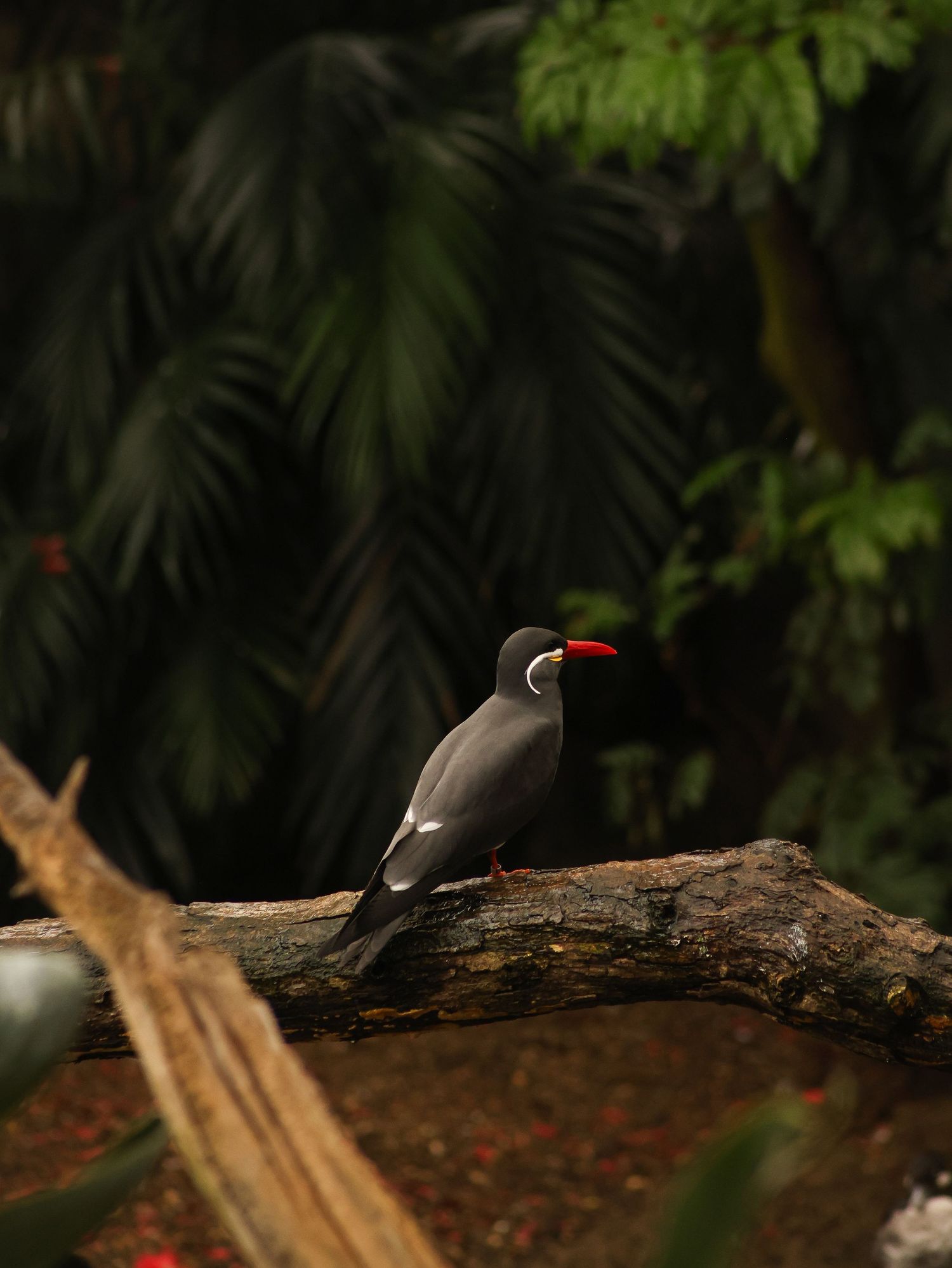Bird & Wildlife photography by JLD Media.