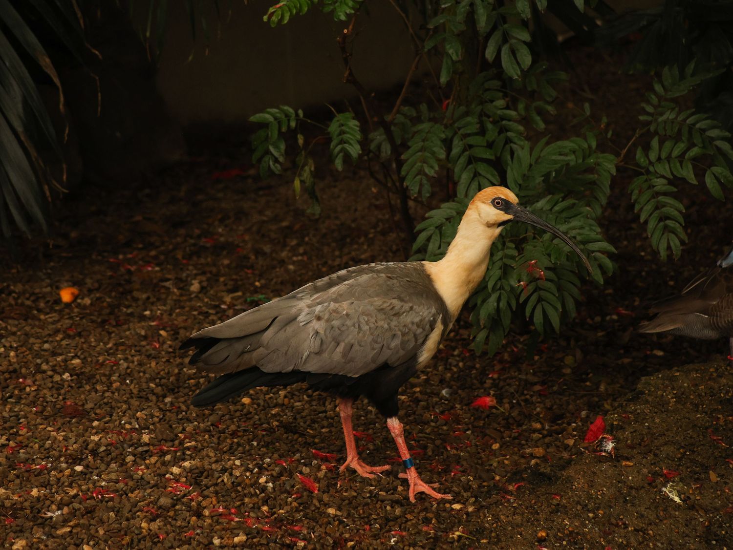 Bird & Wildlife photography by JLD Media.