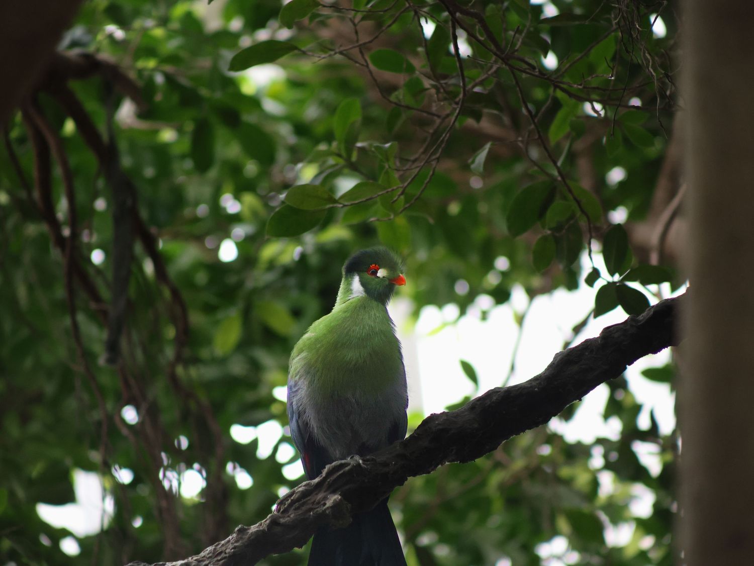 Bird & Wildlife photography by JLD Media.