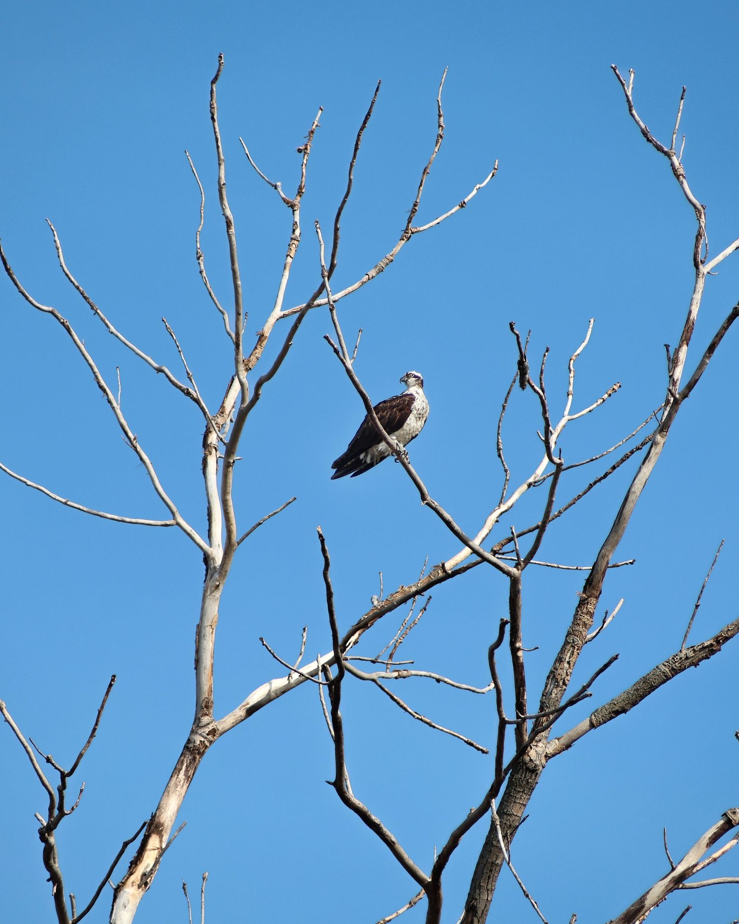 Osprey at Presque Isle State Park in Erie, Pennsylvania. Wildlife photography by JLD Media.