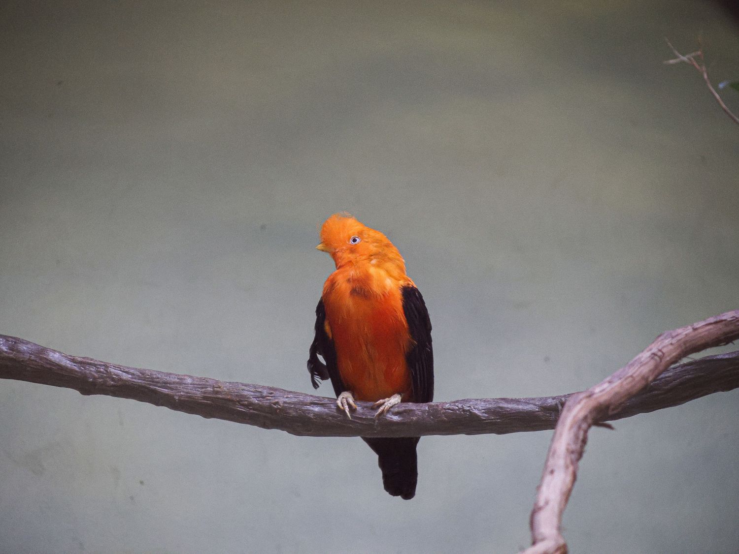 Bird & Wildlife photography by JLD Media.