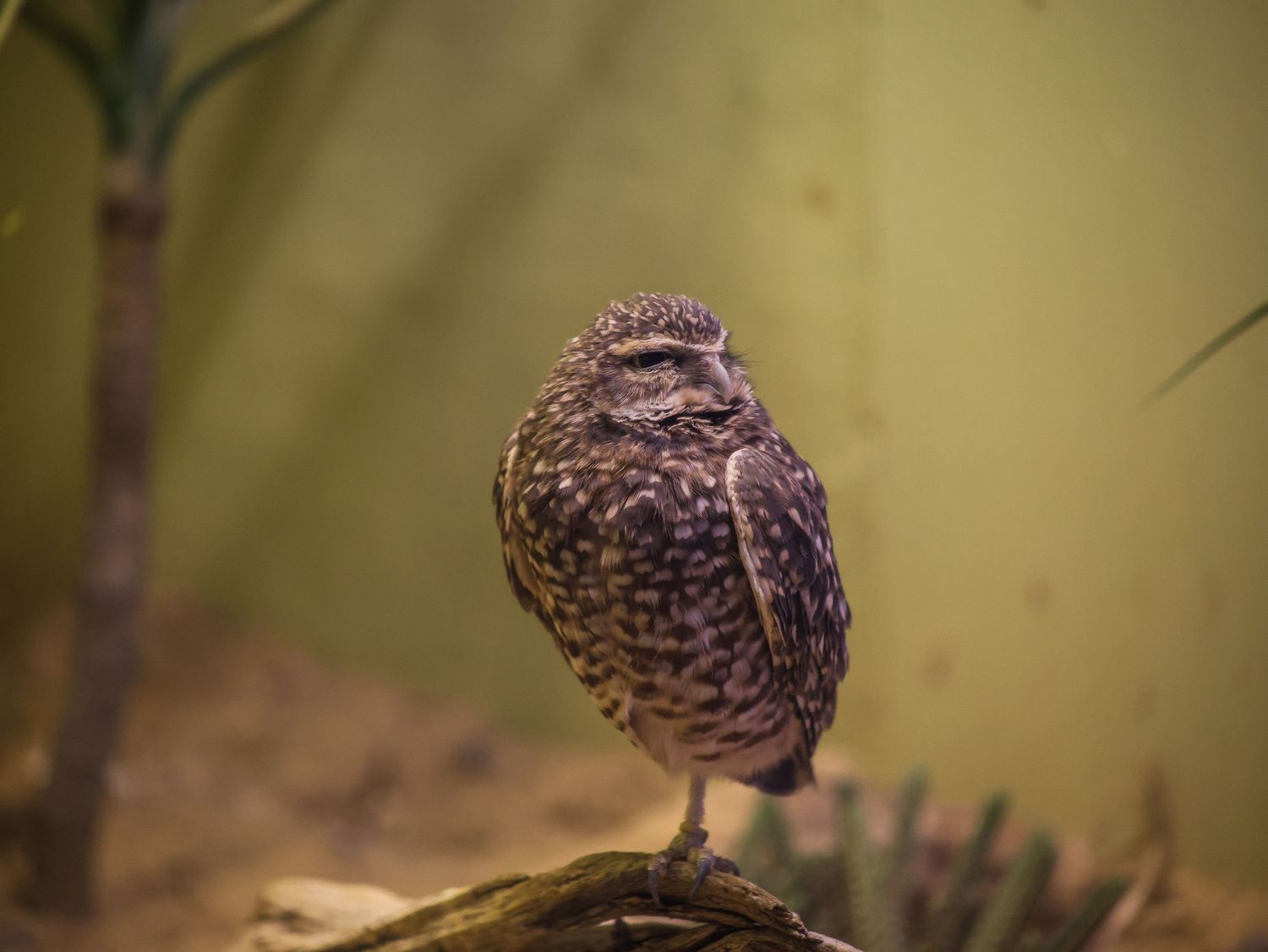 Bird & Wildlife photography by JLD Media.