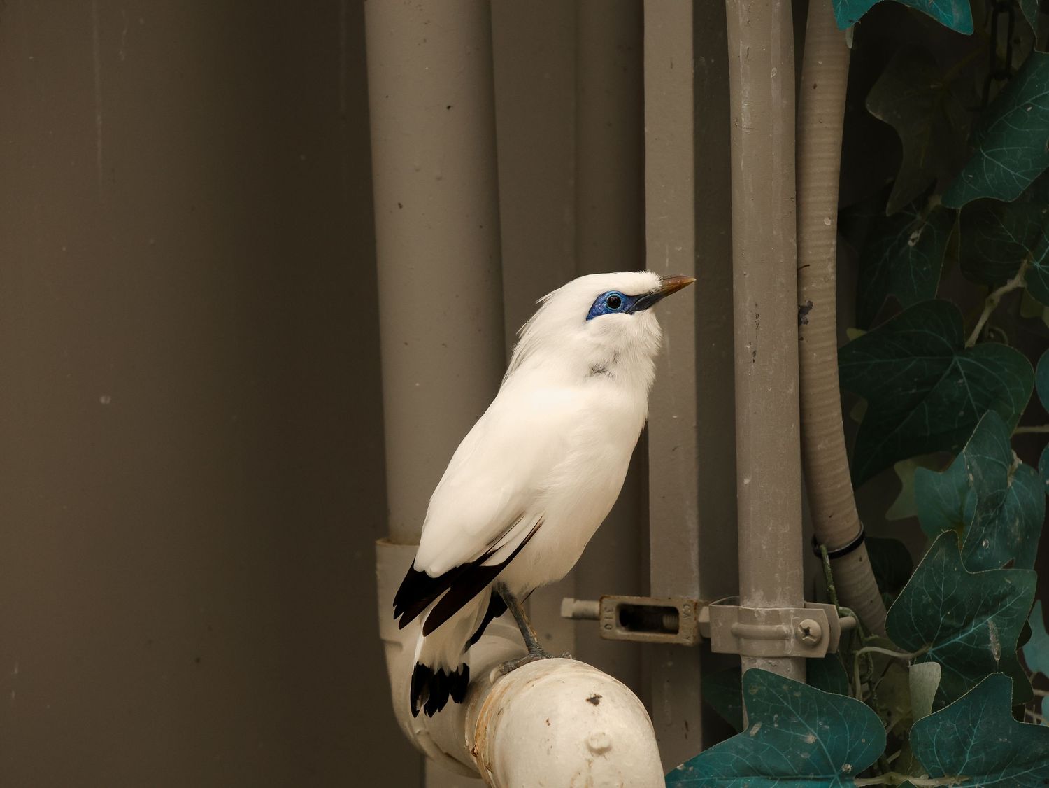 Bird & Wildlife photography by JLD Media.