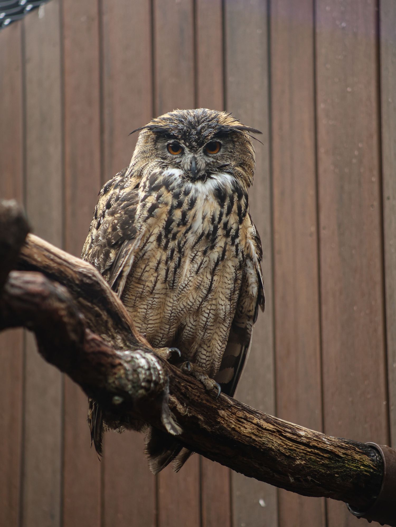 Bird & Wildlife photography by JLD Media.