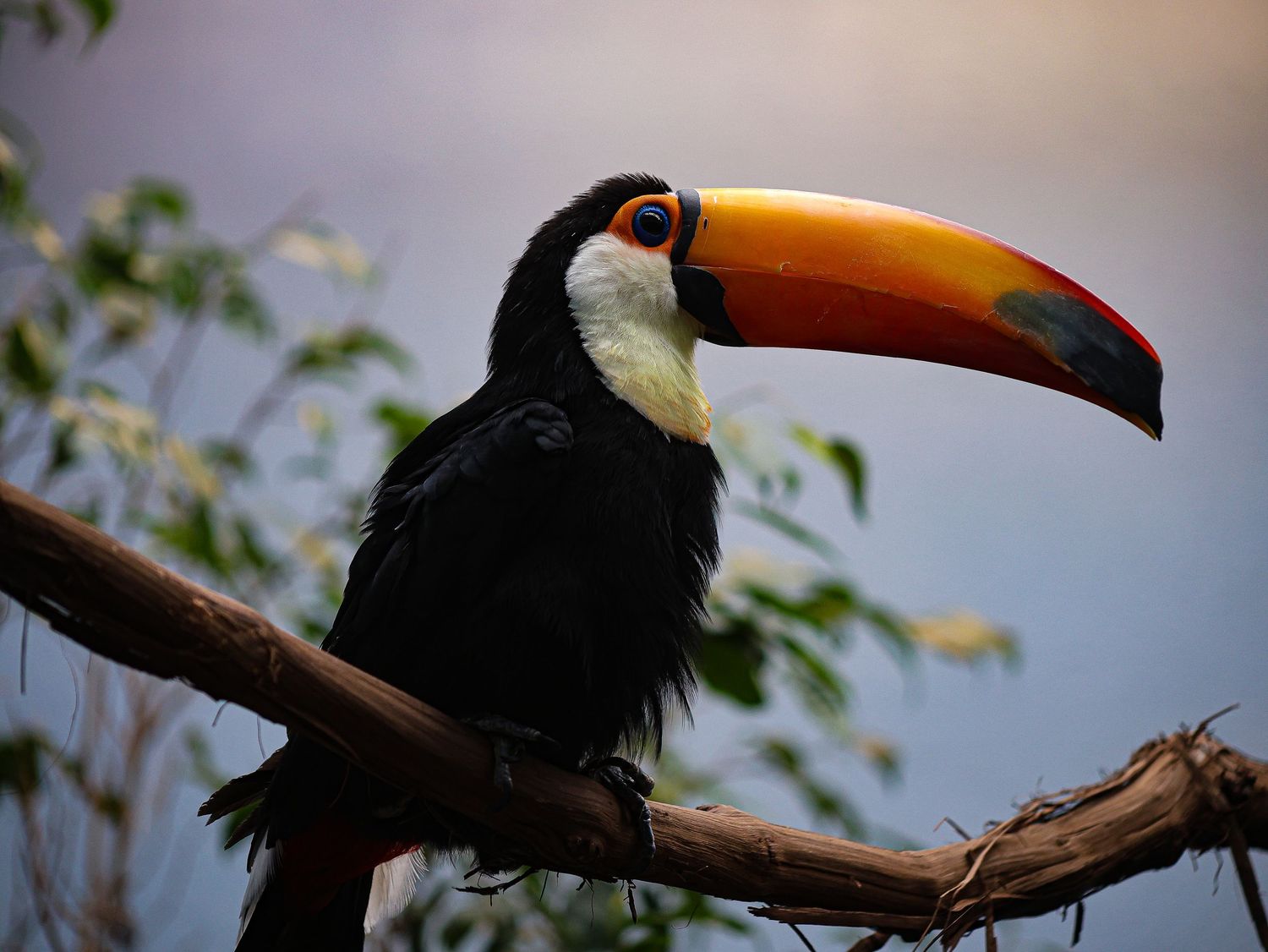 Bird & Wildlife photography by JLD Media.