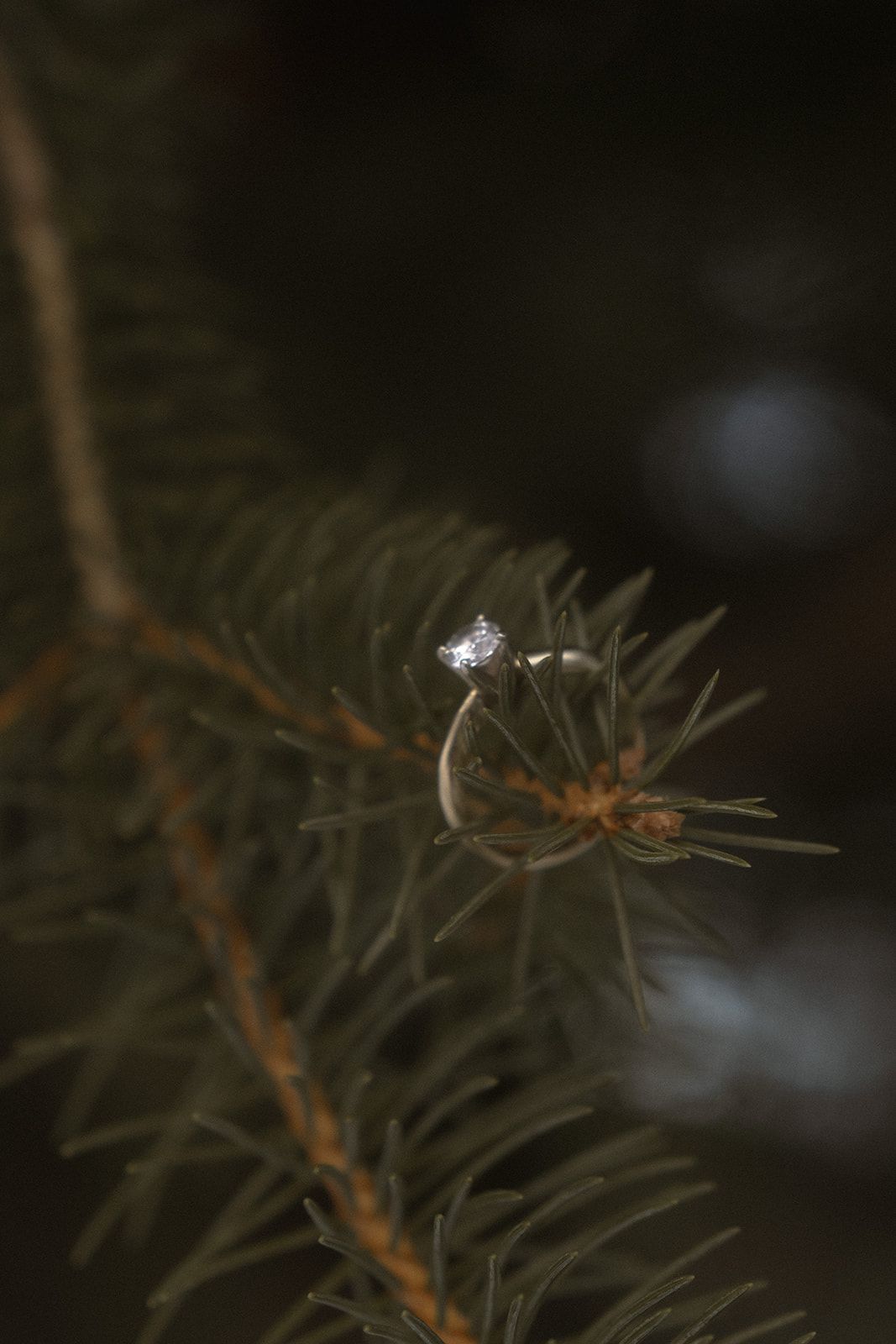 wedding ring on pine tree, detail shot, close up,