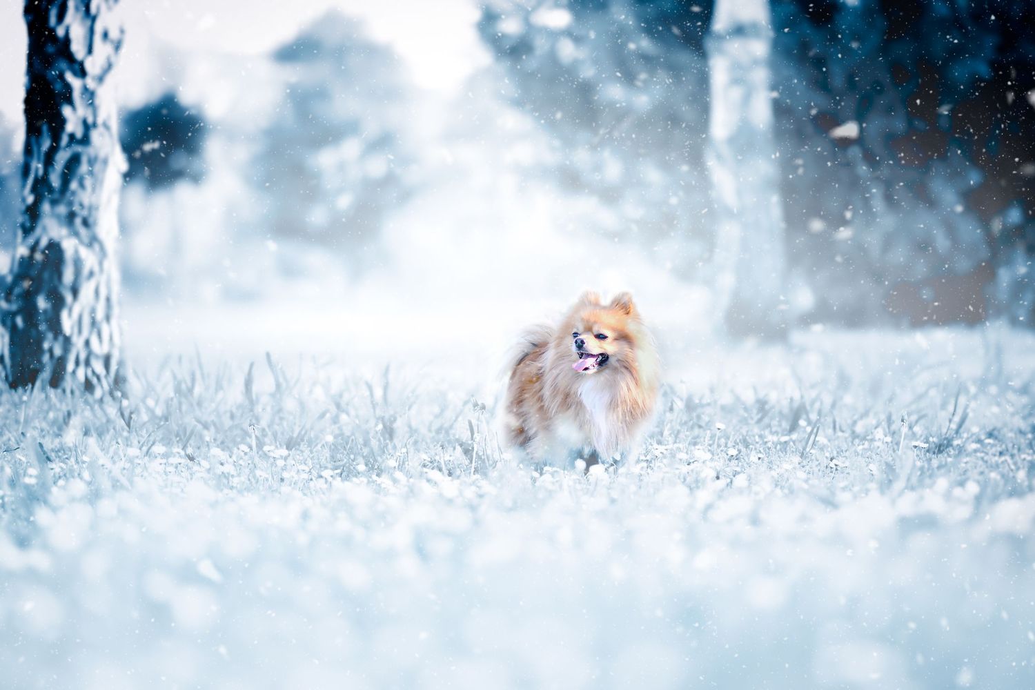 Portrait Photographe wenaewe Sarthe Le Mans Champagné Mulsanne photographe chien chevaux chat chiot Regard profond complicité hiver spitz