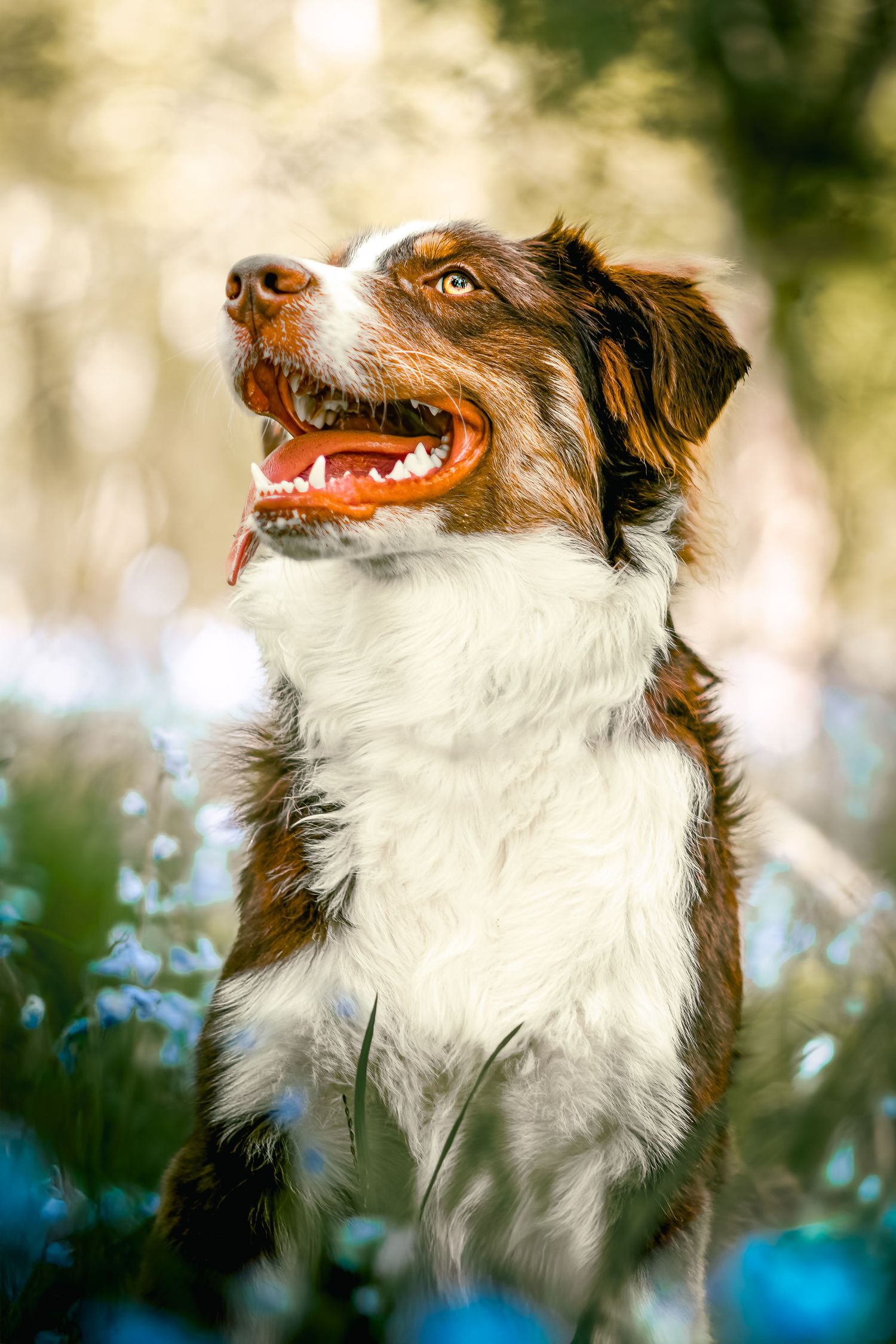 Portrait Wenaewe photographe Sarthe Le Mans Champagné Mulsanne photographe chien chevaux chat chiot foret australien onirique complicité