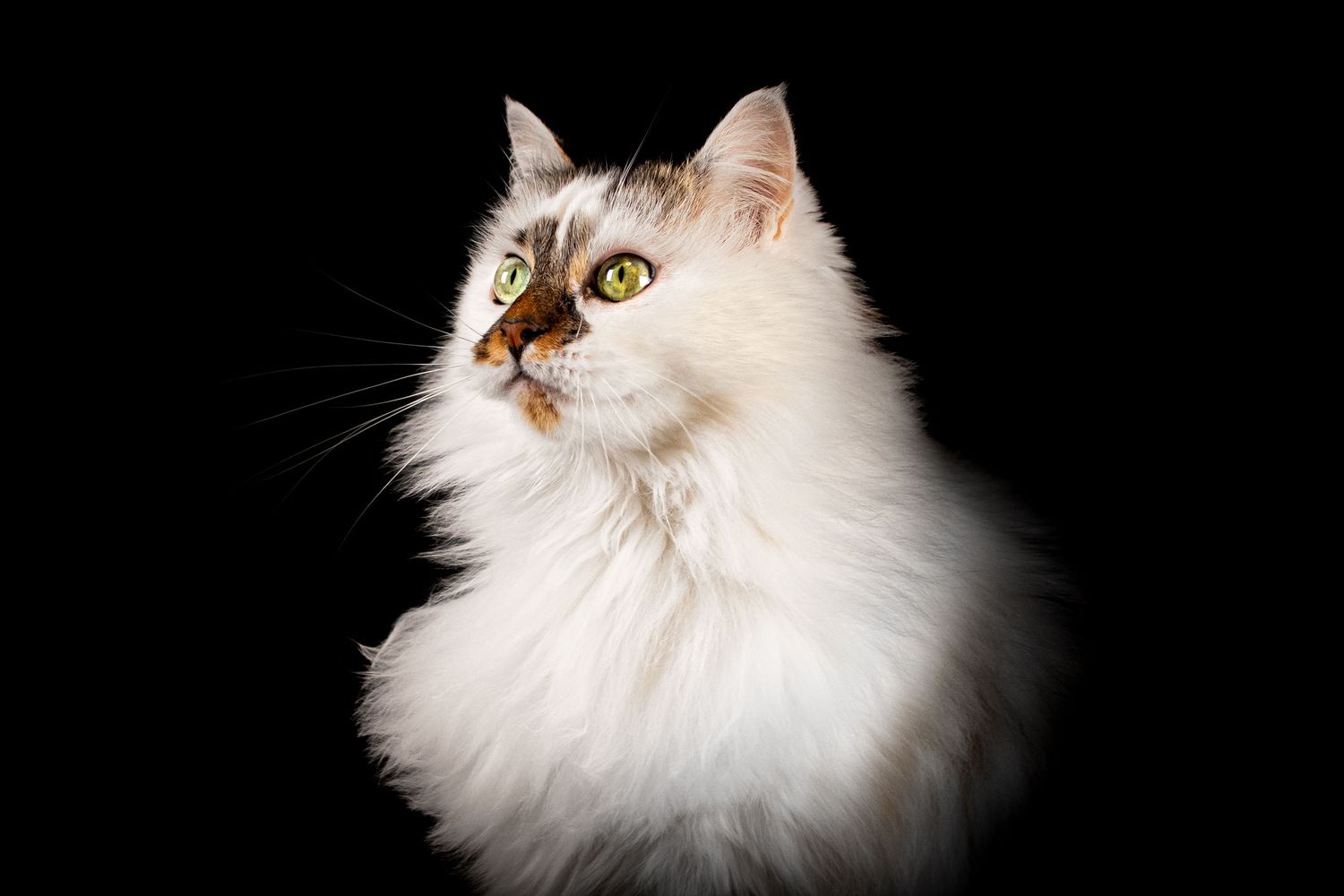 Portrait Wenaewe photographe Sarthe Le Mans Champagné Mulsanne photographe chien chevaux chat chiot studio fond noir félin blanc expression