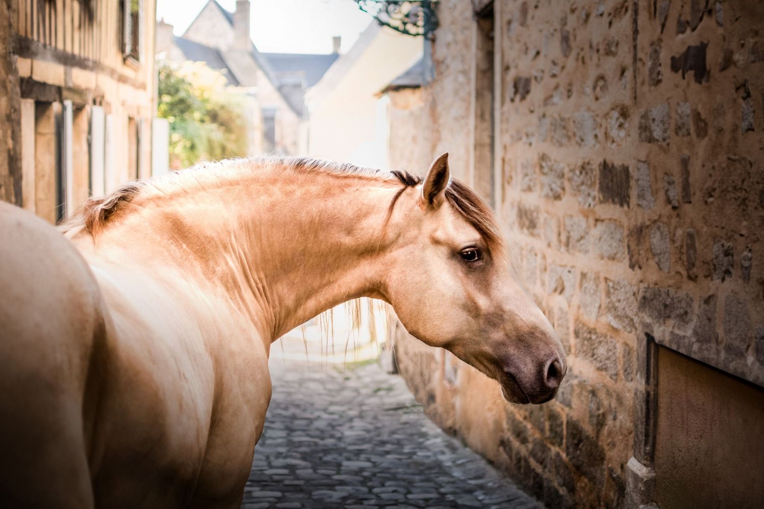 Photo portrait cheval Champagne. Wenaewe photographie sarthe photographe animalier. Équidé dans une ruelle médiévale en pierre. Le Mans