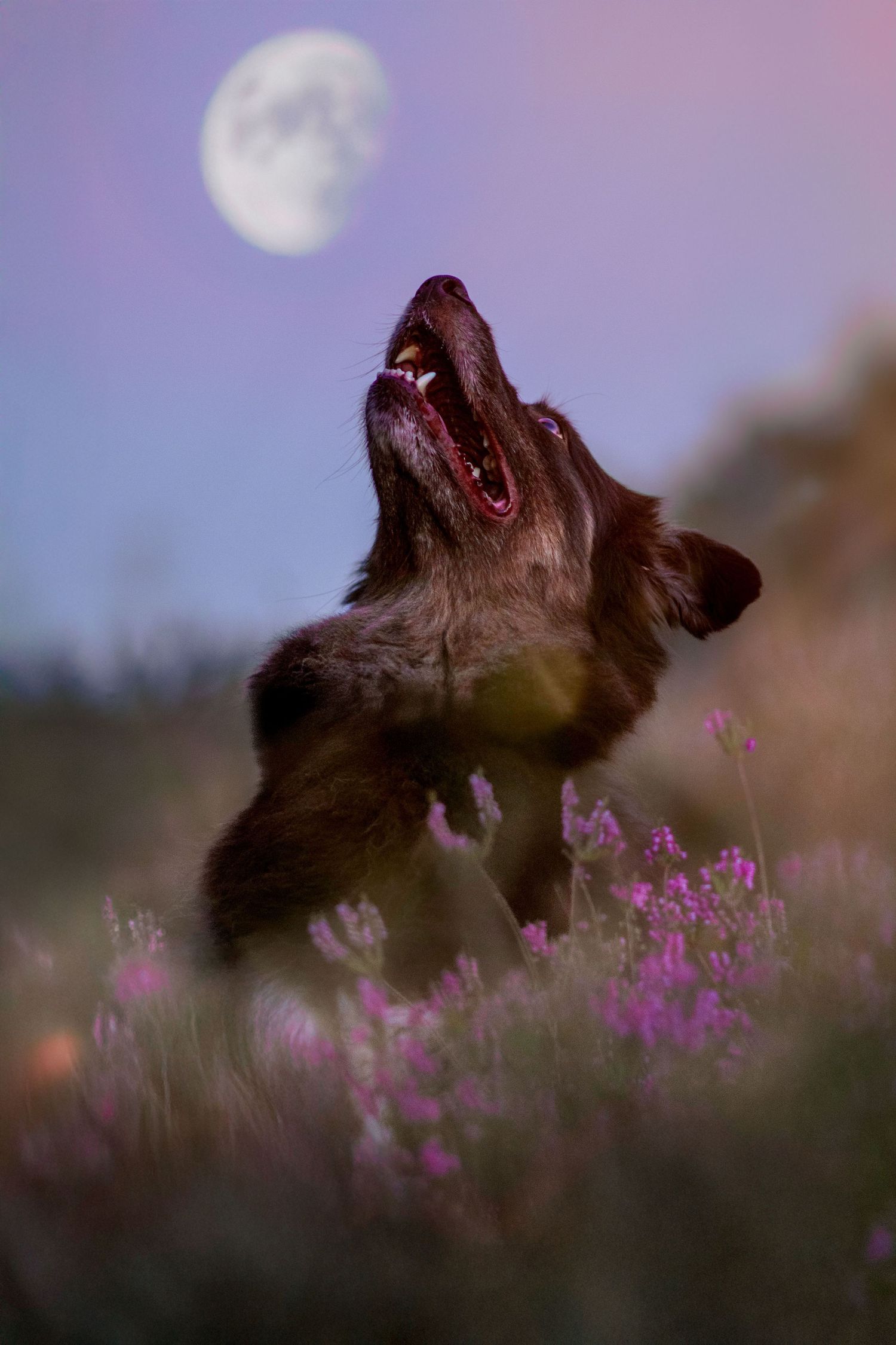 Portrait onirique, émotionnel et dramatique d'un chien à la nuit, pleine lune, dans un champ de bruyère violette, Wenaewe Photographie.