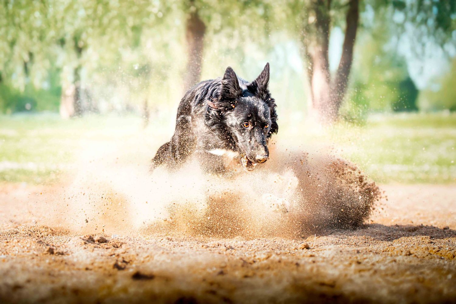 Portrait Wenaewe photographe Sarthe Le Mans Champagné Mulsanne photographe chien chevaux chat chiot foret border collie onirique complicité