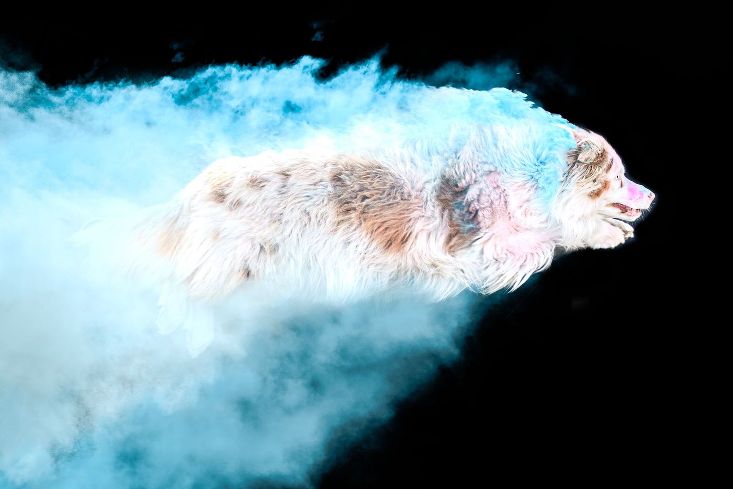 Portrait chien Wenaewe photographie sarthe photographe animalier Photo mouvement  explosion poudre holi powder en couleur bleu fond noir