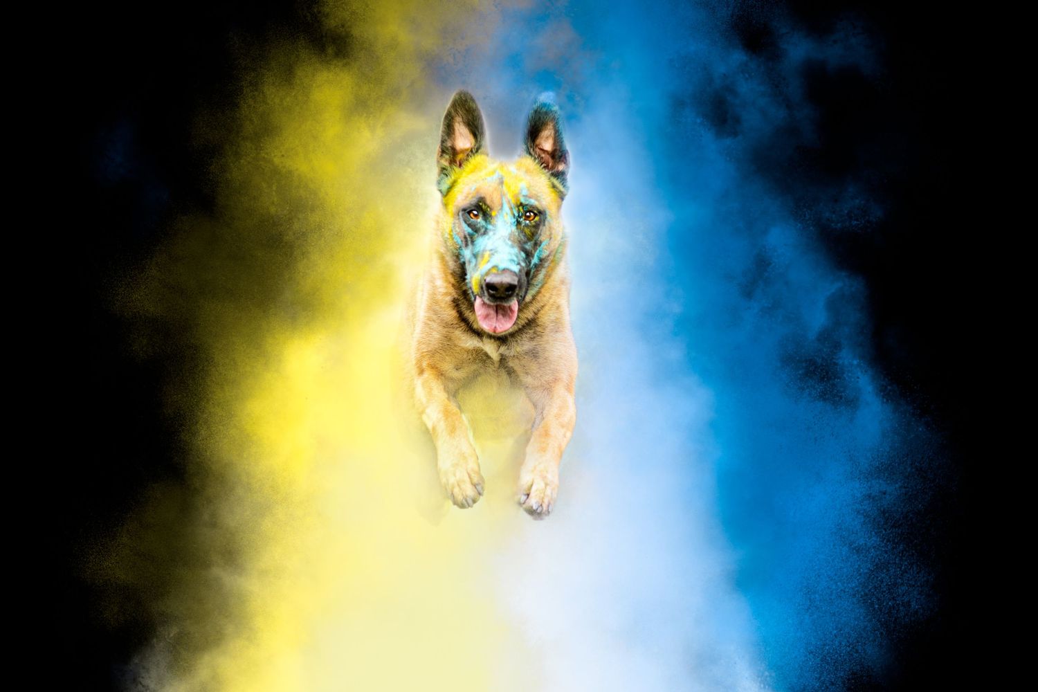 Portrait Wenaewe photographie sarthe Le Mans photographe animalier Chien Malinois sautant poudre Holi jaune et bleue action studio dynamique