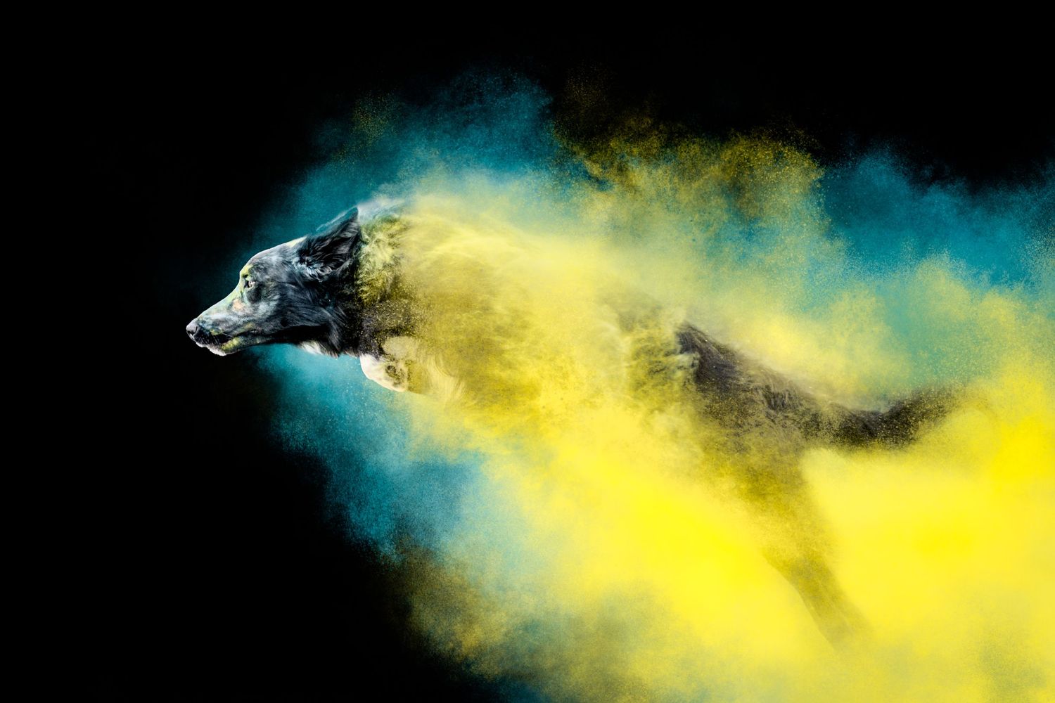 Portrait Wenaewe photographe Sarthe Le Mans Champagné Mulsanne photographe chien chevaux chat Powder poudre Holi action studio dynamique