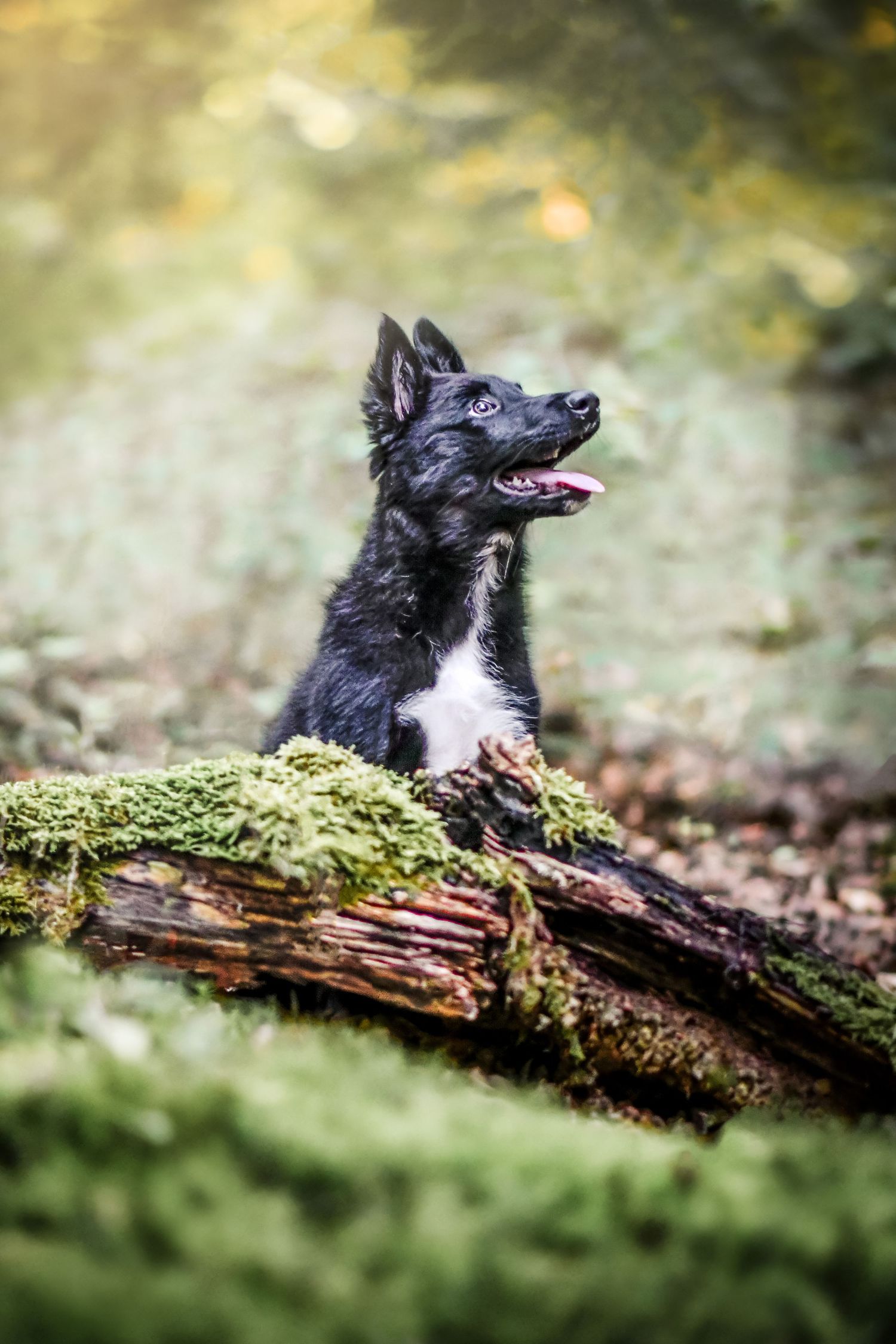 Portrait Wenaewe photographe Sarthe Le Mans Champagné Mulsanne photographe chien chevaux chat chiot foret border collie complicité onirique