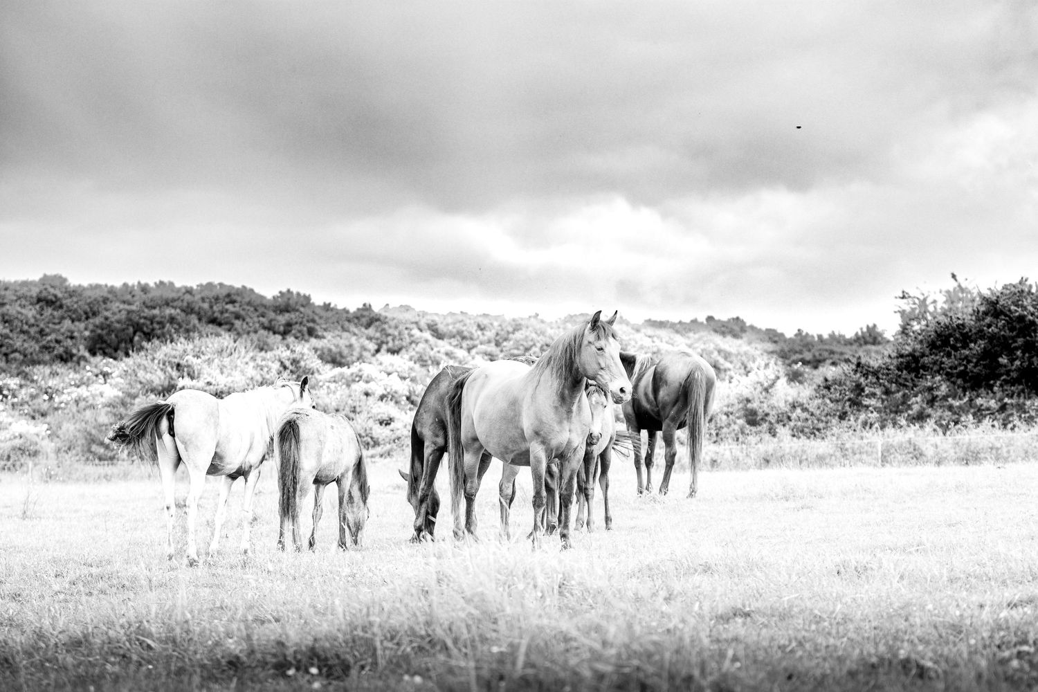 Photo portrait groupe de chevaux au pré Wenaewe photographie sarthe photographe animalier. Scène équestre en noir et blanc sous ciel nuageux