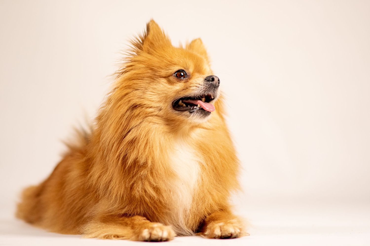Portrait Wenaewe photographe Sarthe Le Mans Champagné Mulsanne photographe chien chevaux chat studio fond blanc spitz complicité regard