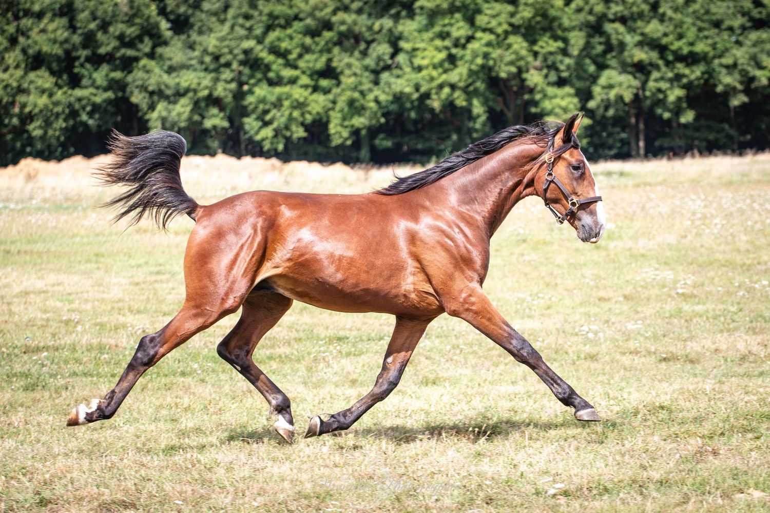 Portrait Wenaewe photographe Sarthe Le Mans Champagné Mulsanne photographe chien chevaux chat chiot trotteur pro course modèle écurie haras