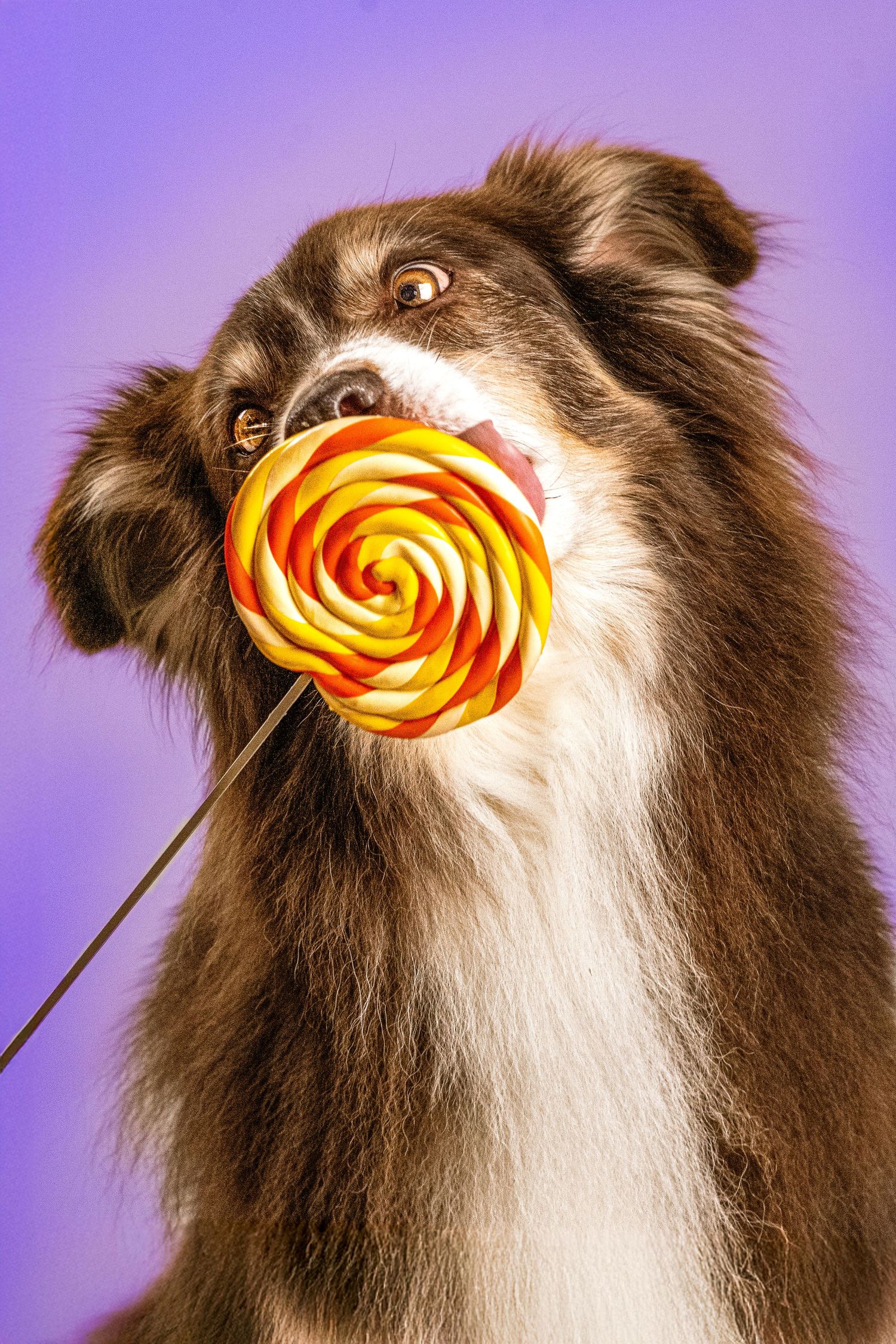 Portrait Wenaewe photographe Sarthe Le Mans Champagné Mulsanne photographe chien chevaux chat chiot studio sucette berger australien pop art