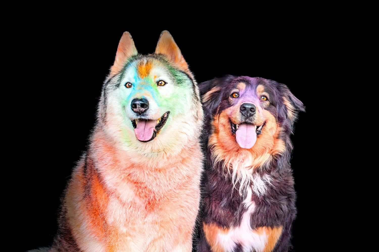 Portrait chien husky autralien Wenaewe photographie sarthe photographe animalier Photo mouvement  explosion poudre holi powder en couleur