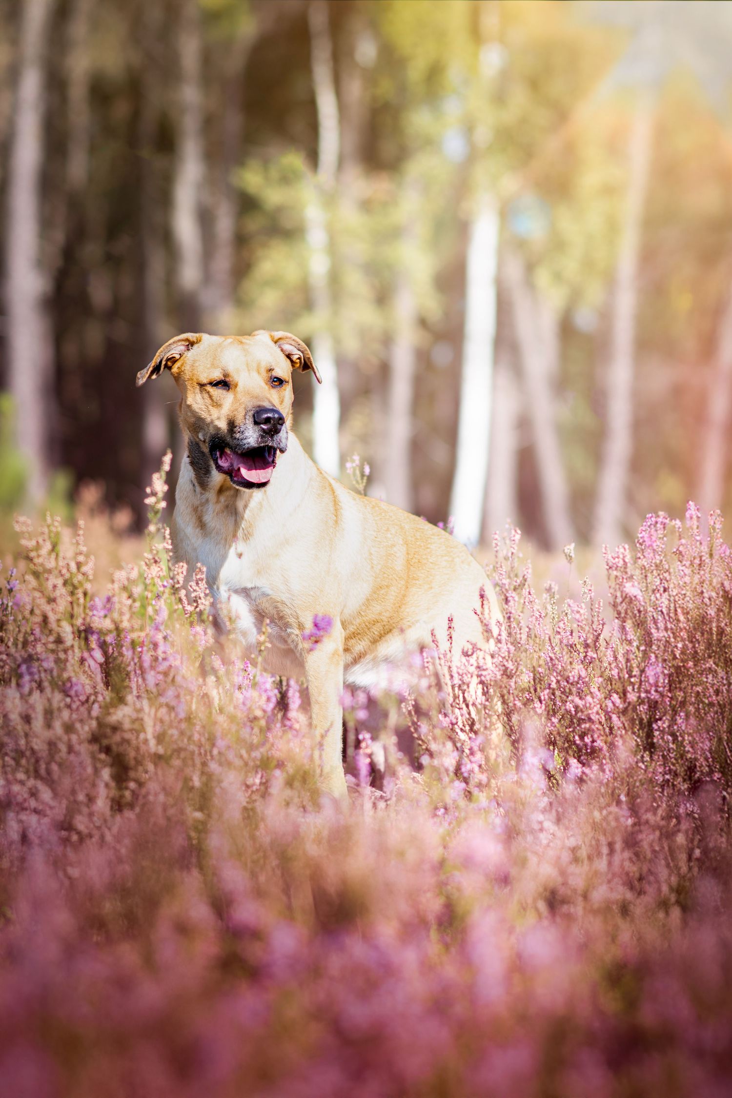 Photo portrait chien fauve dans la bruyère. Wenaewe photographie sarthe photographe animalier. forêt, Mulsanne, lumière douce et apaisante.
