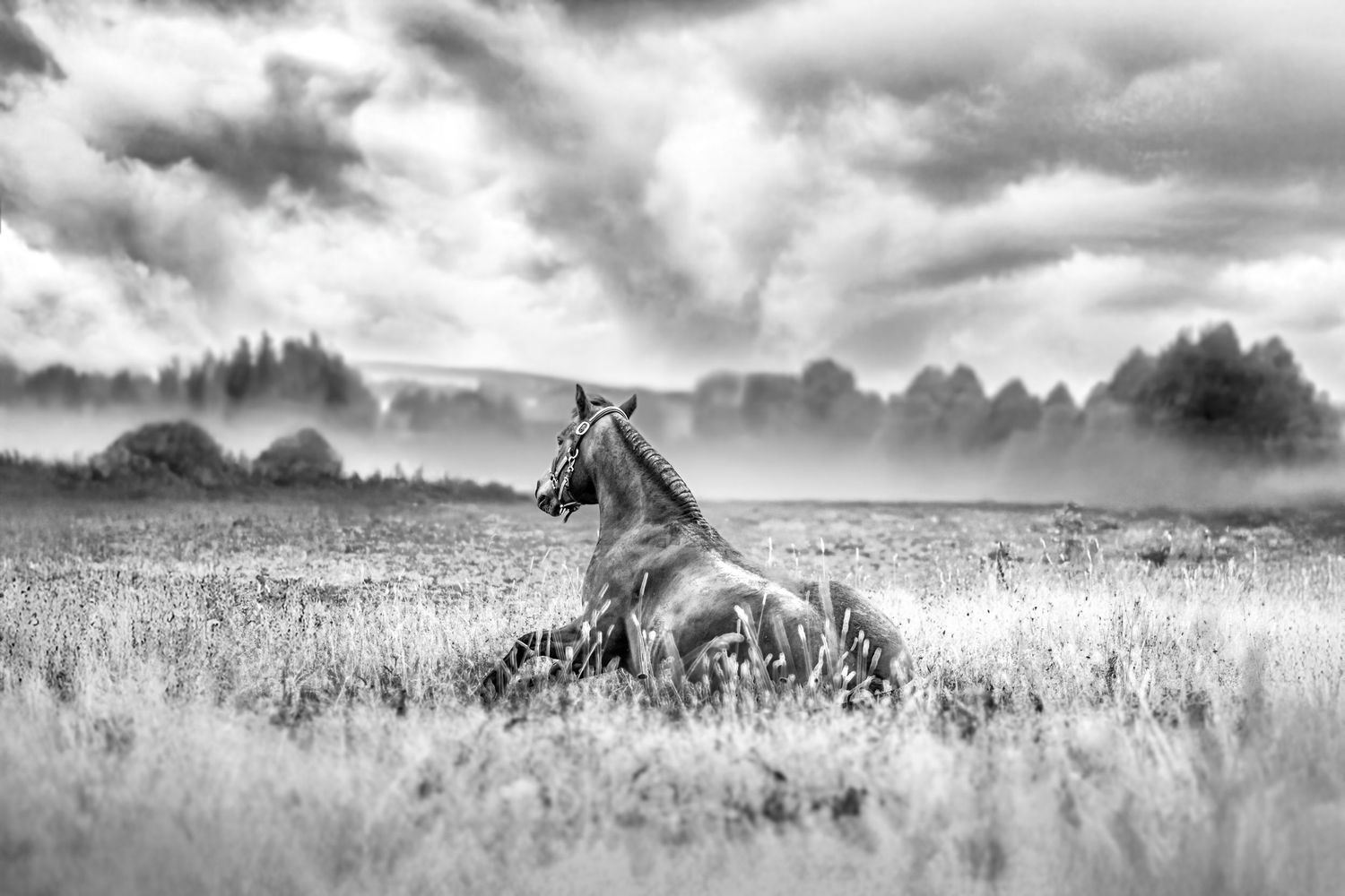 Photo portrait cheval couché dans l'herbe Wenaewe photographie sarthe photographe animalier. Paysage paisible, noir et blanc, force onirique