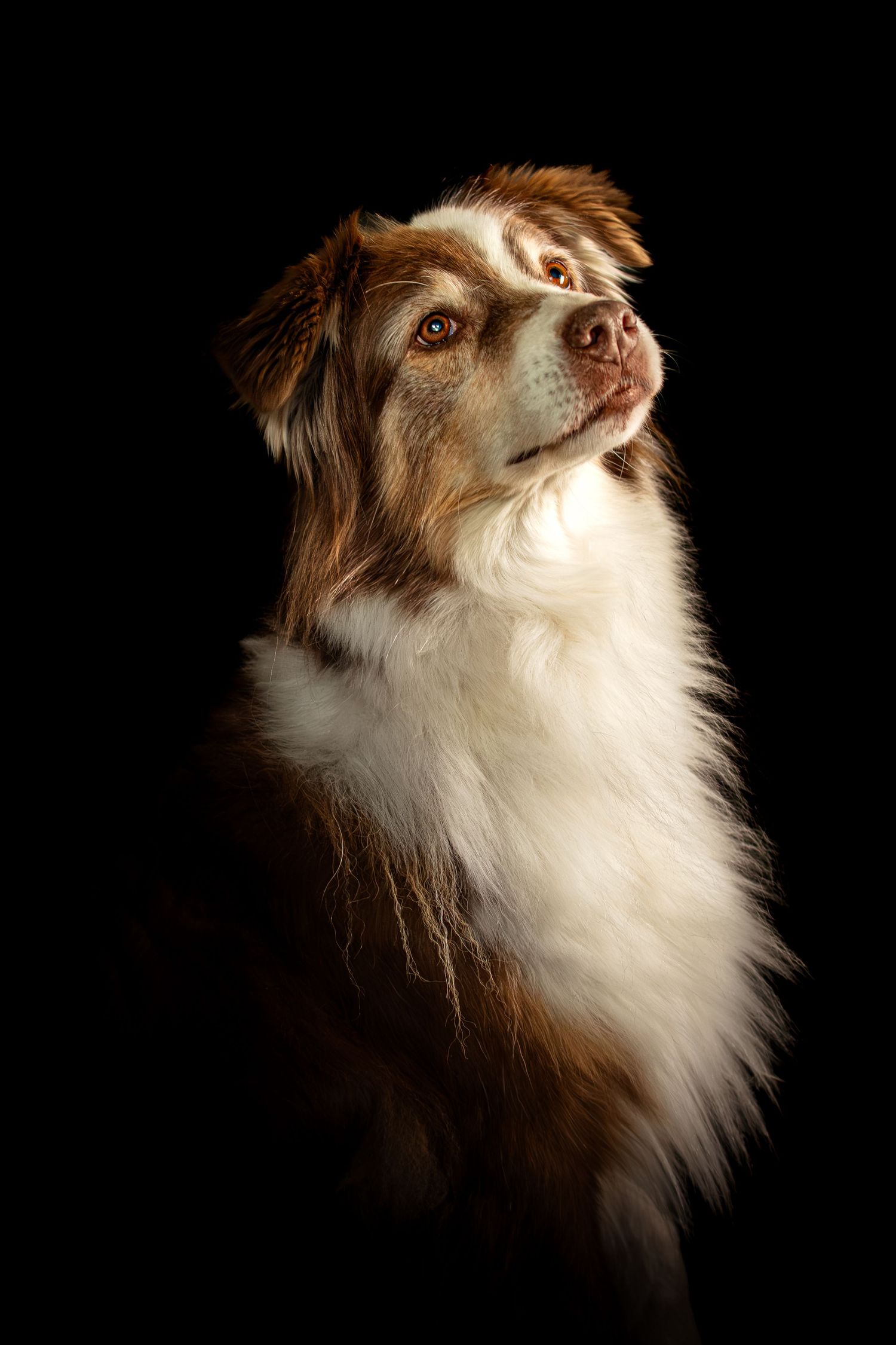 Portrait Wenaewe photographe Sarthe Le Mans Champagné Mulsanne photographe chien chevaux chat chiot studio fond noir berger australien
