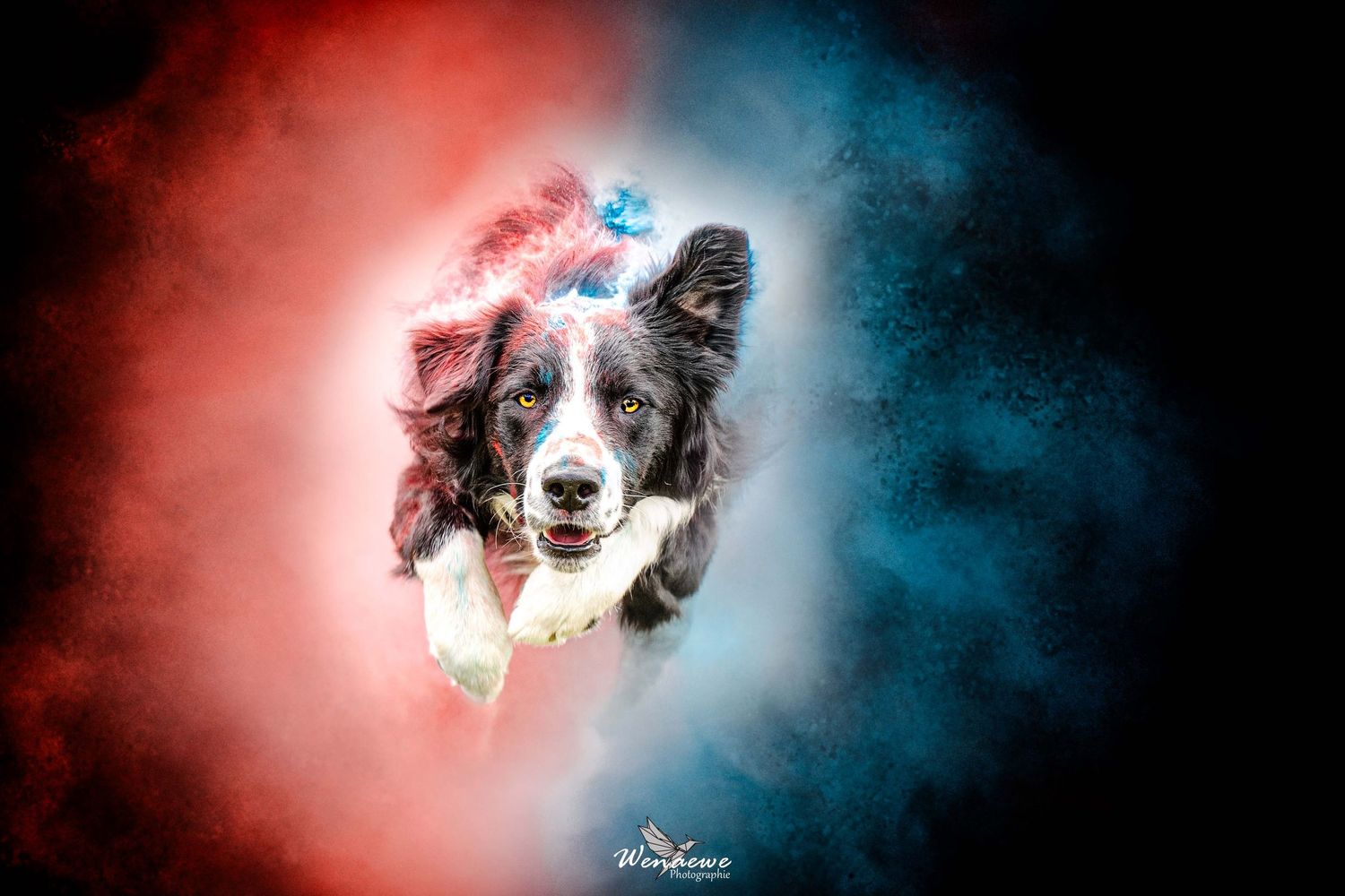 Portrait chien Wenaewe photographie sarthe photographe animalier Photo mouvement explosion poudre holi powder en couleur bleu fond noir