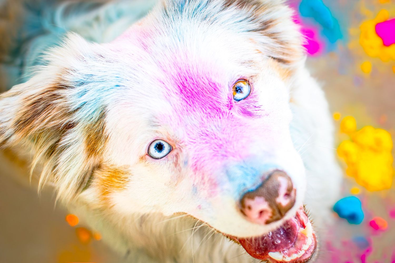 Portrait chien Wenaewe photographie sarthe photographe animalier Photo mouvement  explosion poudre holi powder en couleur berger australien