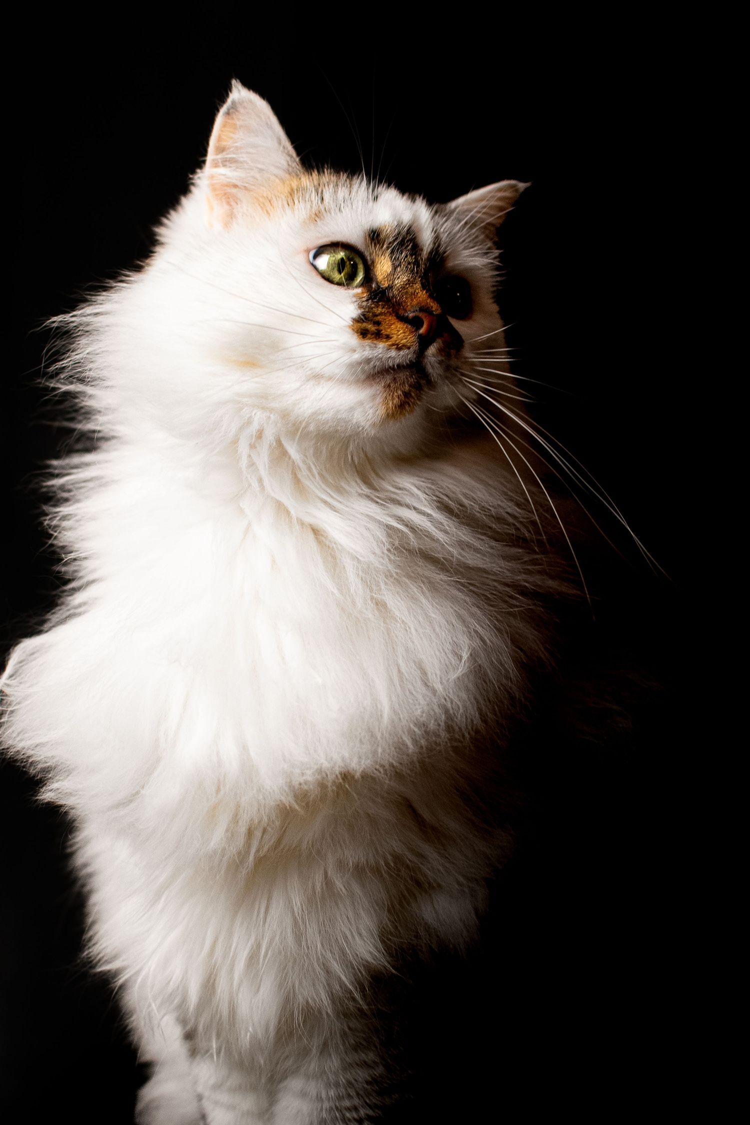 Portrait Wenaewe photographe Sarthe Le Mans Champagné Mulsanne photographe chien chevaux chat chiot studio fond noir félin blanc expression