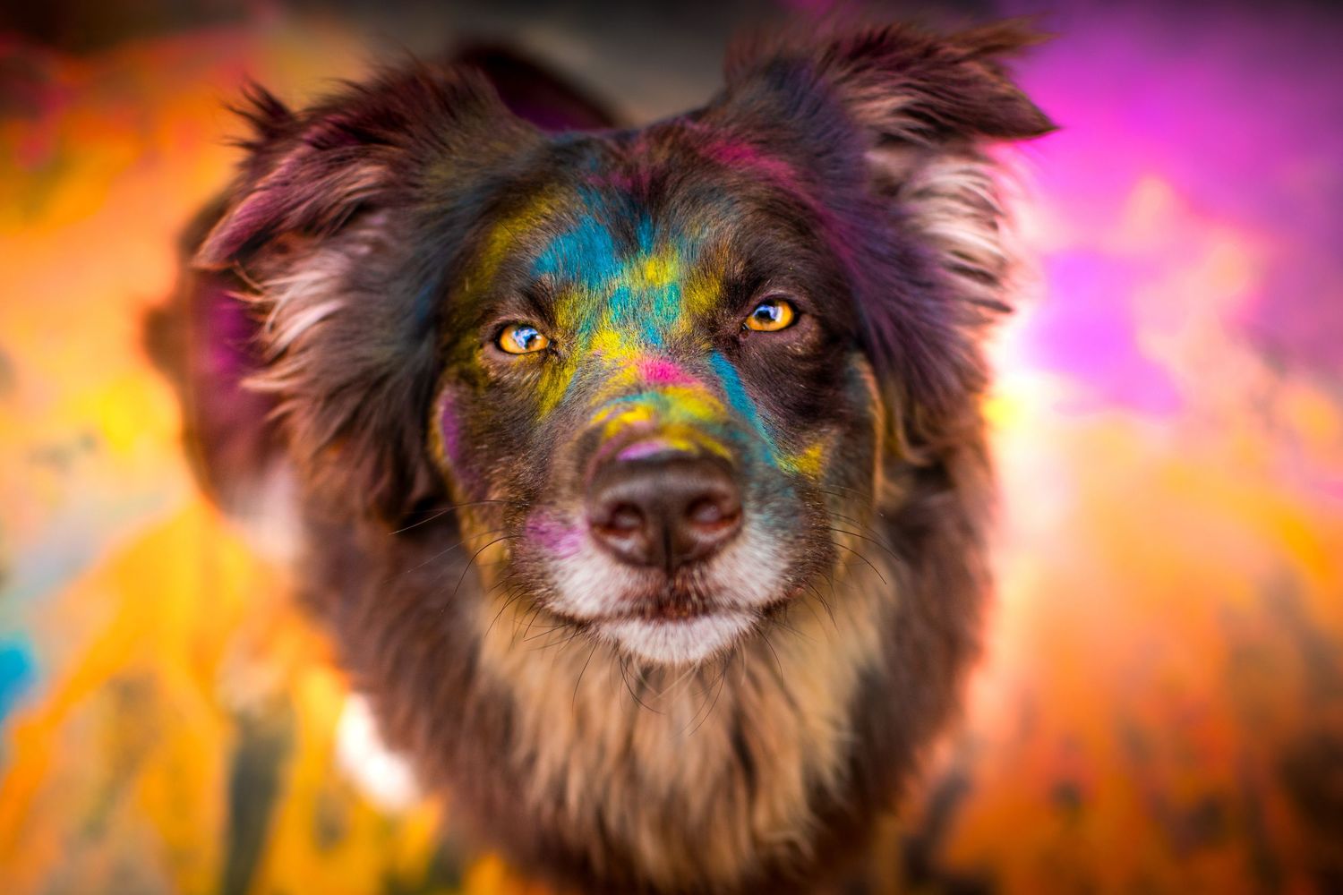 Portrait Wenaewe photographie sarthe Le Mans photographe animalier Chien yeux ambre, visage multicolore, poudre Holi powder portrait intense