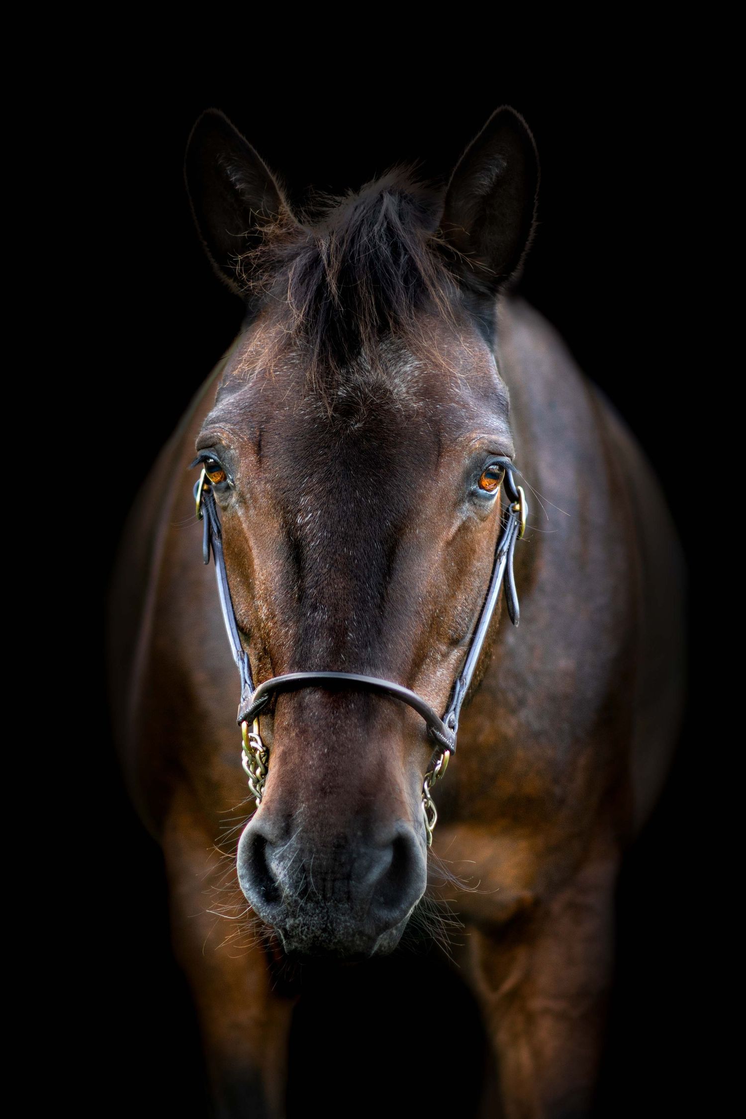 Portrait Wenaewe photographe Sarthe Le Mans Champagné Mulsanne photographe chien chevaux chat chiot studio fond noir expression profond