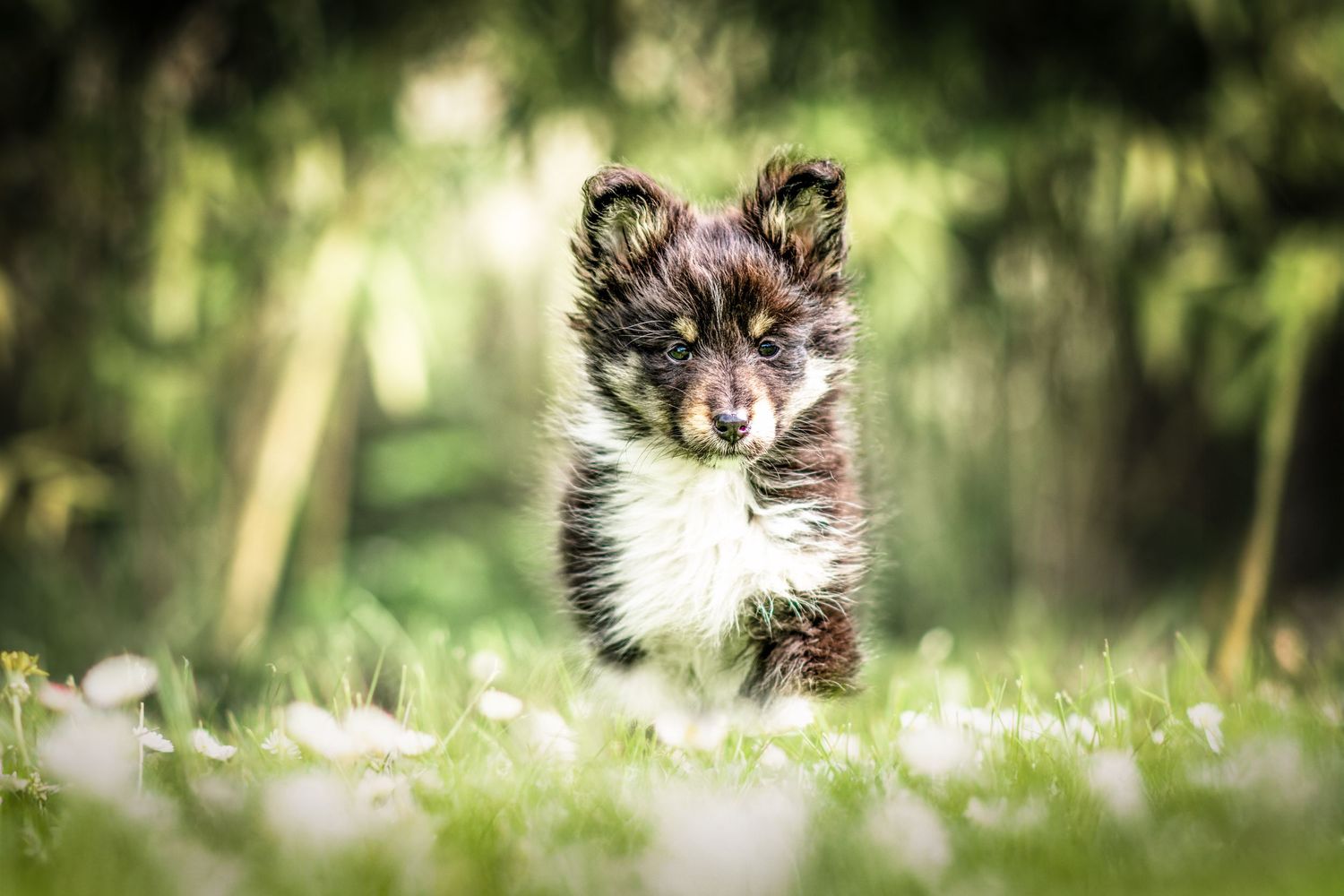 Portrait Wenaewe photographie sarthe Le Mans photographe animalier Adorable chiot shetland dans l'herbe verte, nature, mignon, animal.