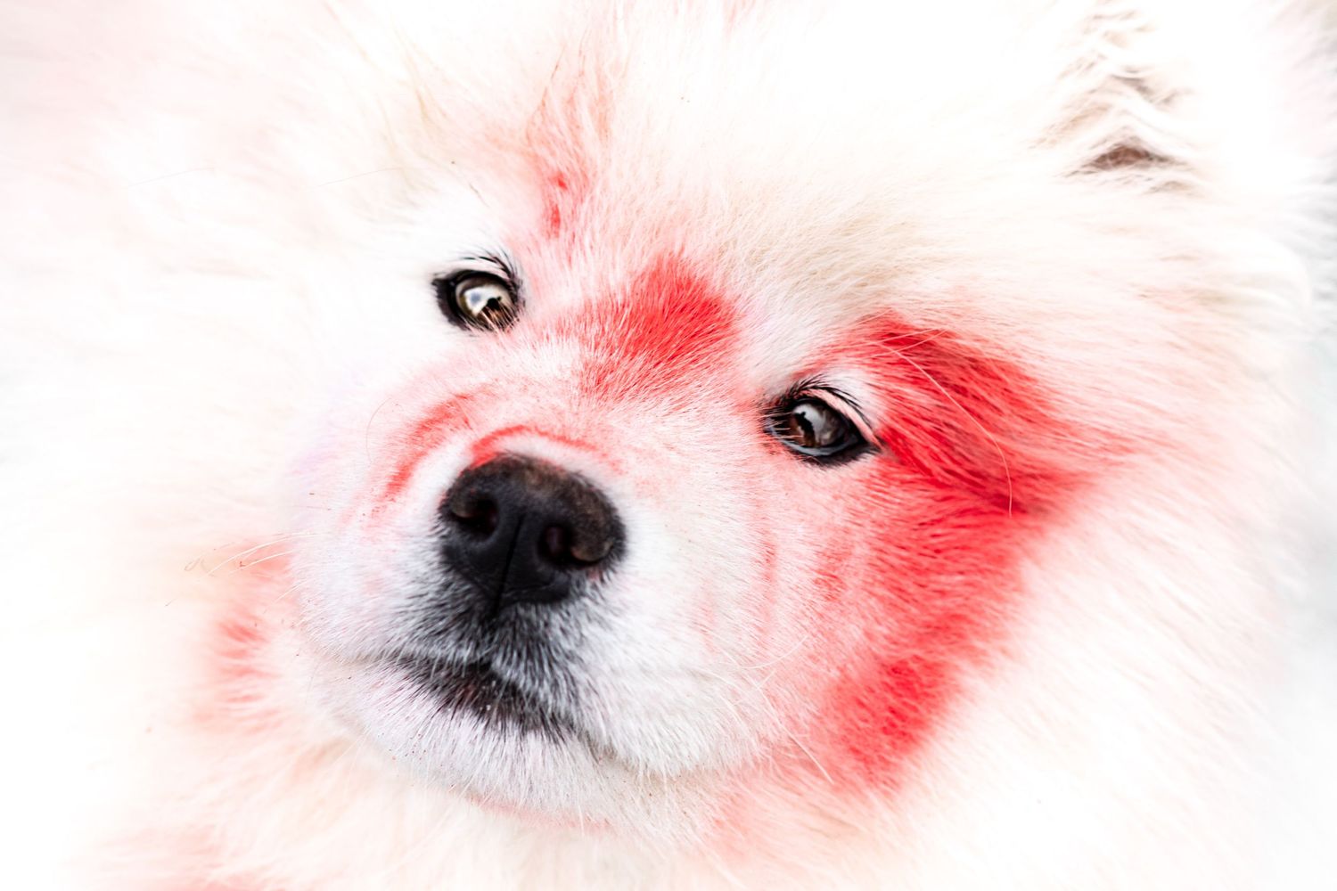 Portrait chien Wenaewe photographie sarthe photographe animalier Photo rouge dans une explosion poudre holi powder en couleur fond noir