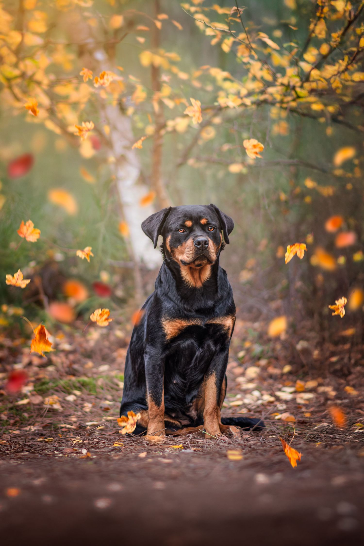 Portrait Wenaewe photographe Sarthe Le Mans Champagné Mulsanne photographe chien chevaux chat chiot foret rottweiler  onirique complicité