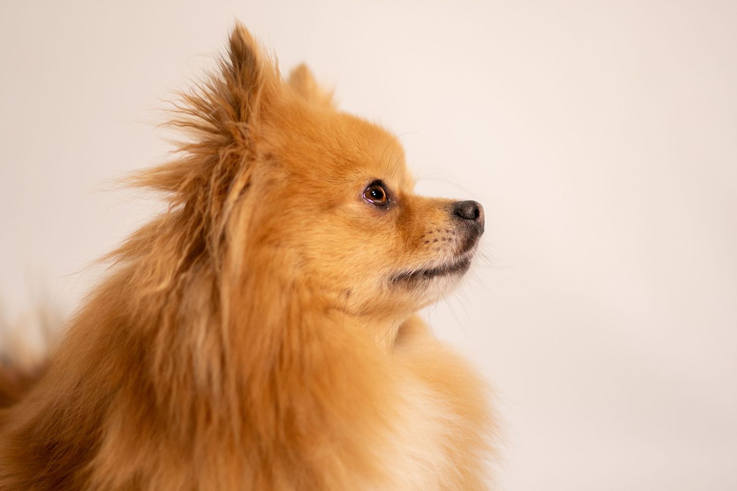 Portrait Wenaewe photographe Sarthe Le Mans Champagné Mulsanne photographe chien chevaux chat studio fond blanc spitz complicité regard