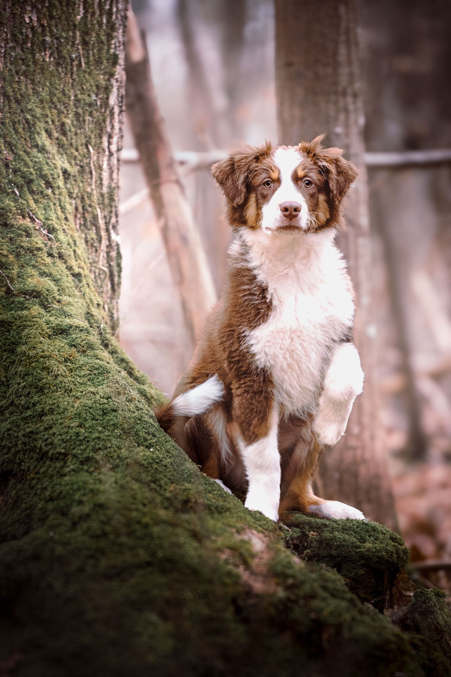 Photo portrait Wenaewe photographie sarthe photographe animalier Adorable chiot Australien rouge posant sur une racine d'arbre mousse foret