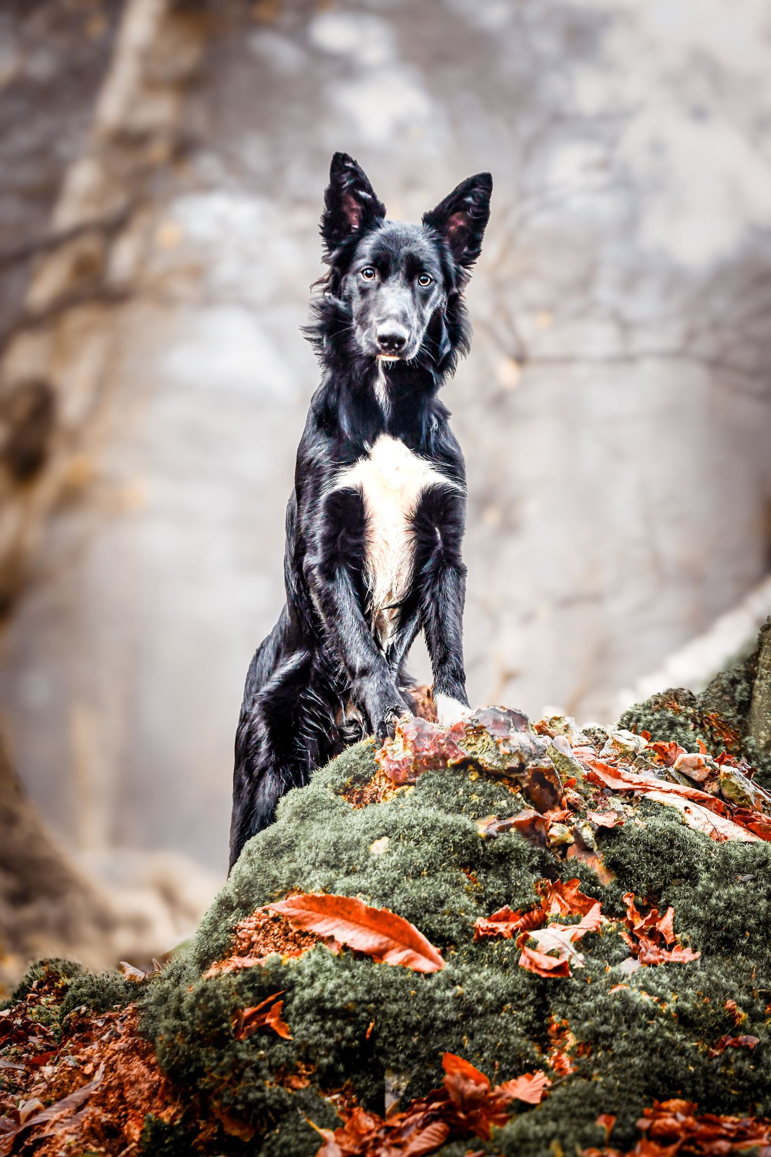 Portrait Wenaewe photographe Sarthe Le Mans Champagné Mulsanne photographe chien chevaux chat chiot foret border collie onirique complicité