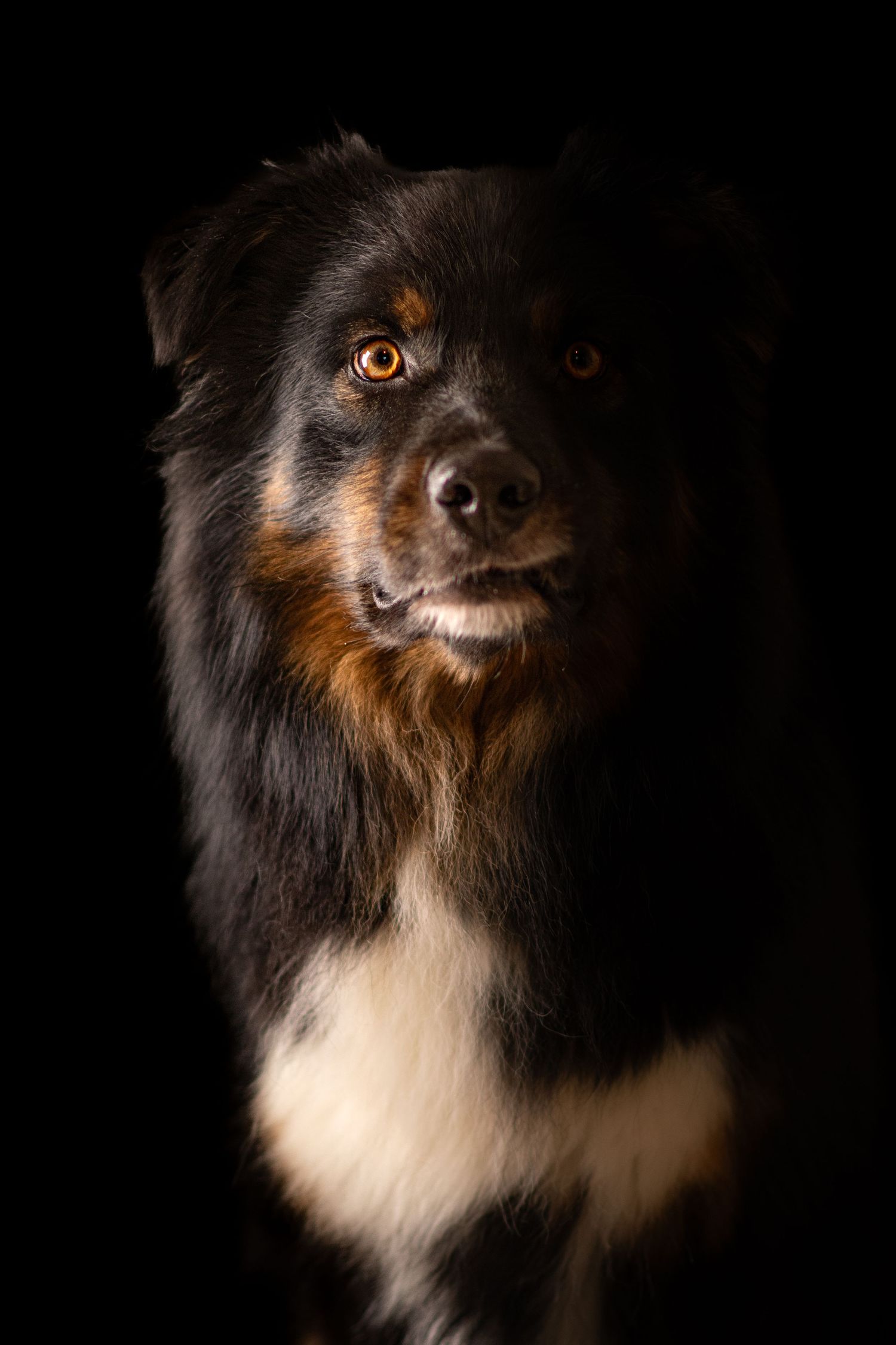 Portrait Wenaewe photographe Sarthe Le Mans Champagné Mulsanne photographe chien chevaux chat chiot studio fond noir berger australien